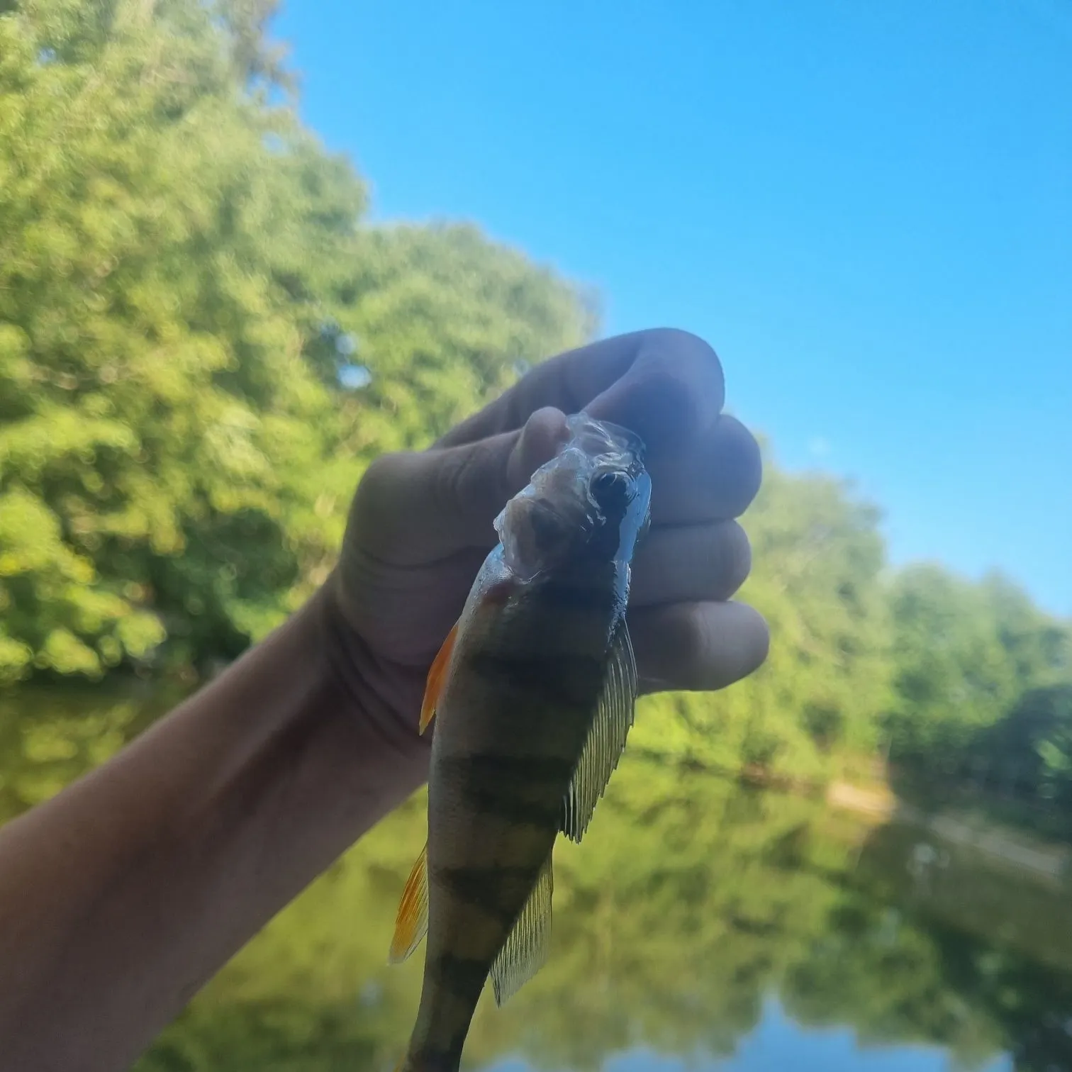 European perch caught on Fishbrain