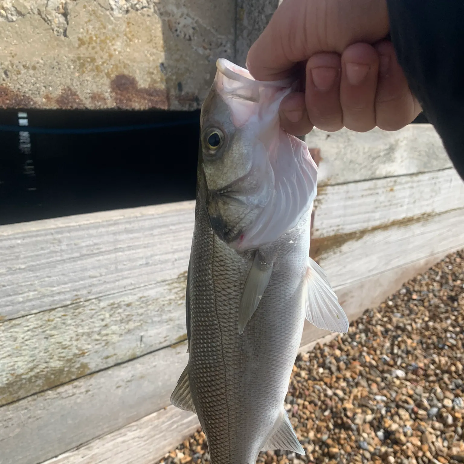 The most recent European seabass catches on Fishbrain
