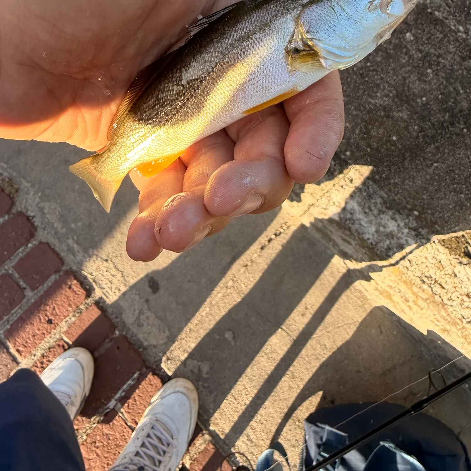 Gray weakfish caught on Fishbrain