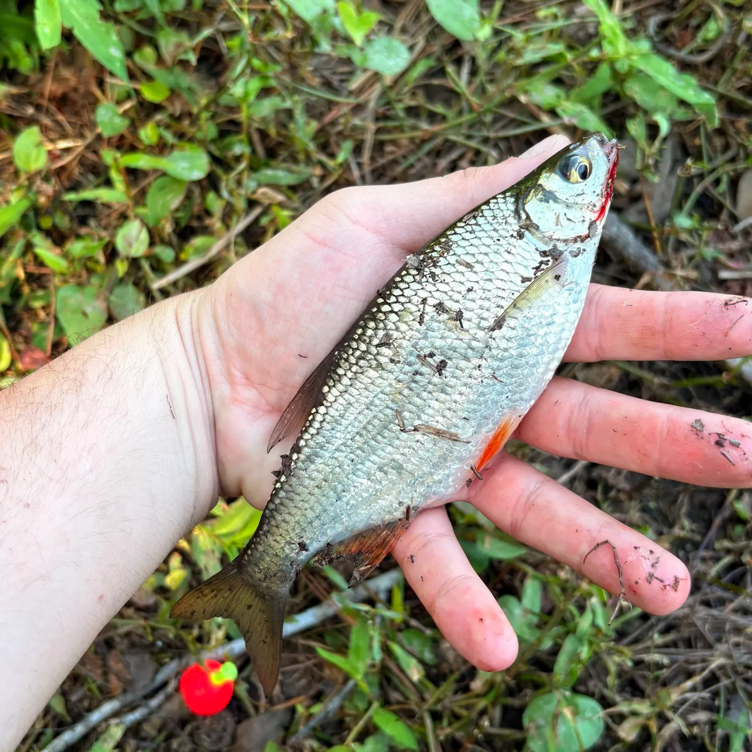 Golden shiner caught on Fishbrain