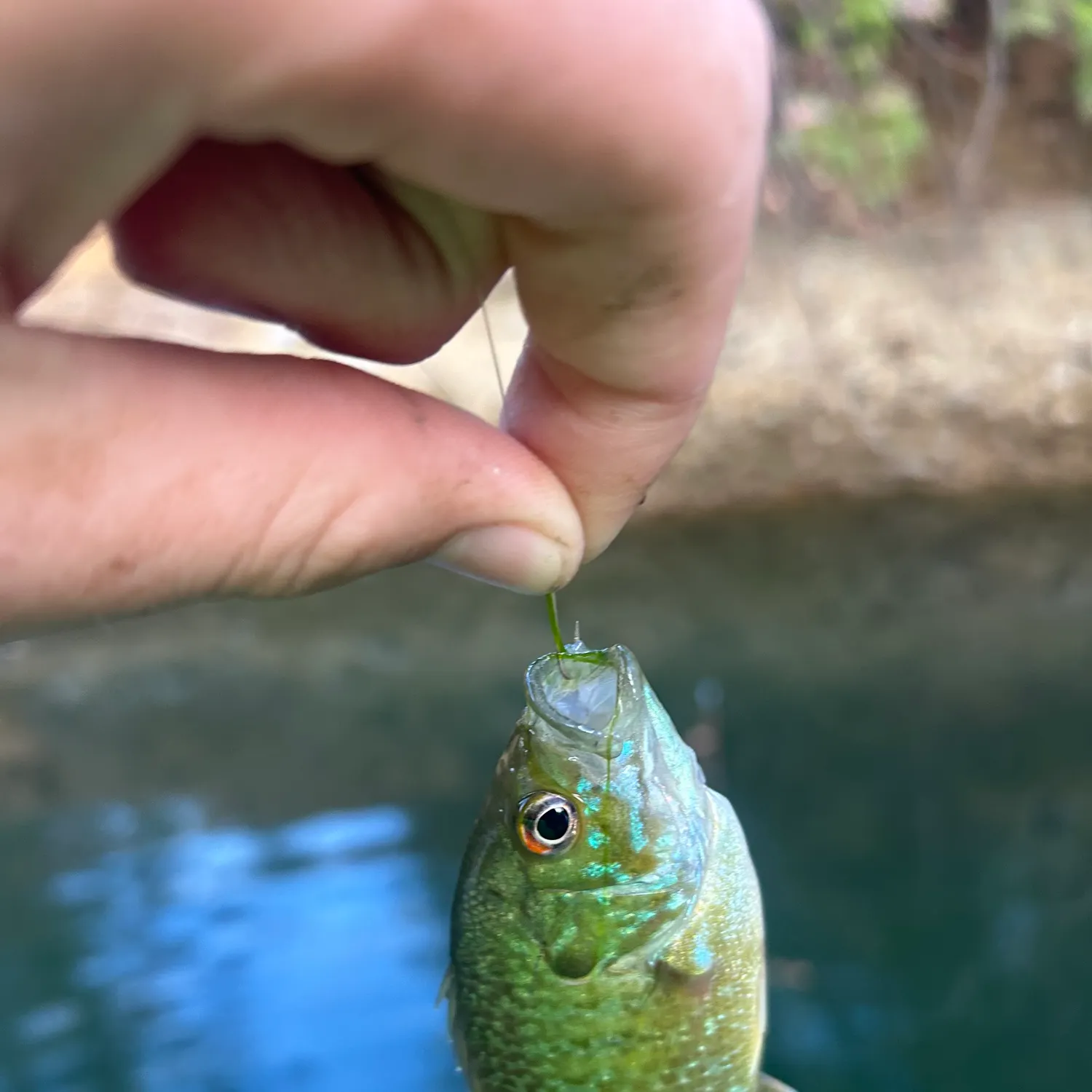 Greengill hybrid caught on Fishbrain