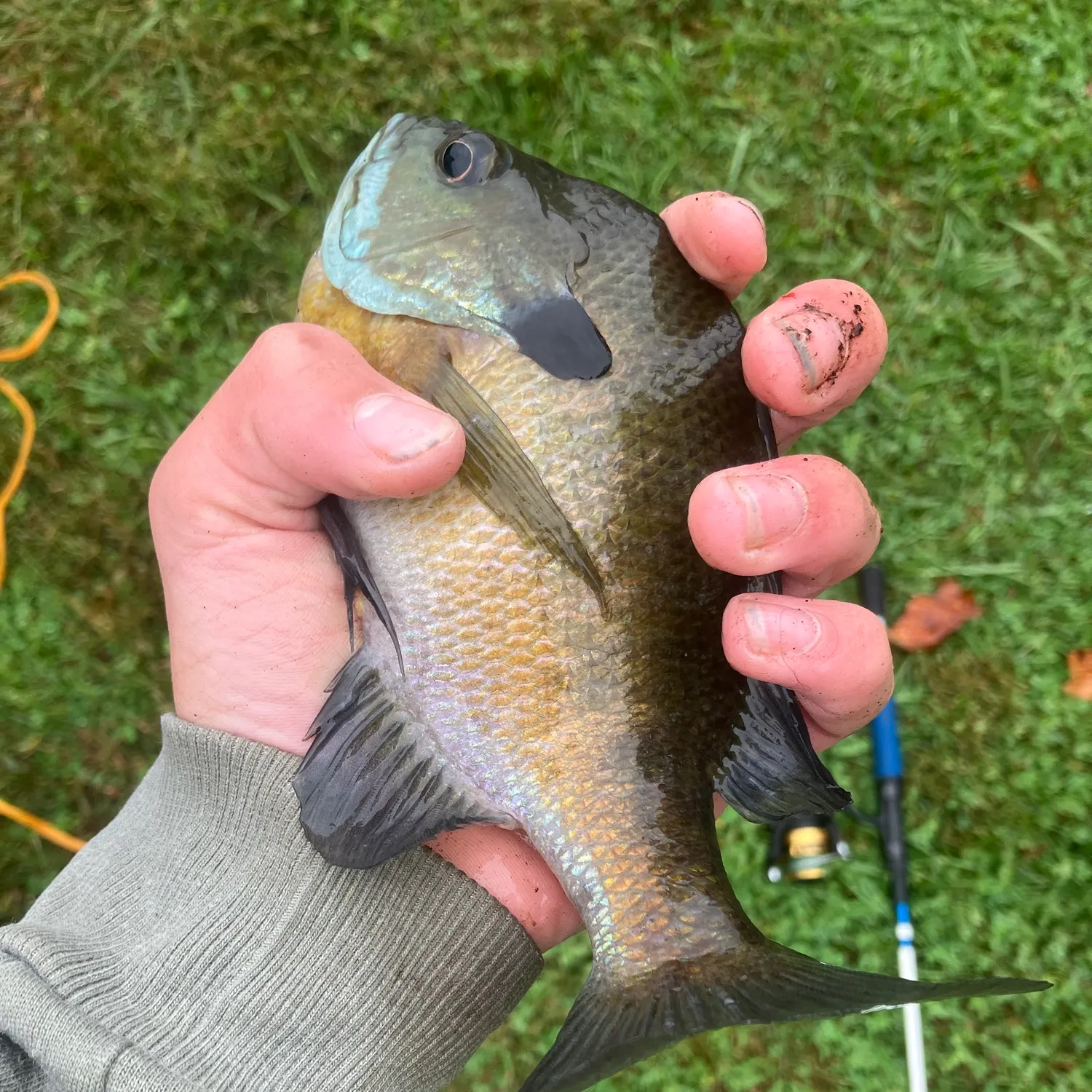Bluegill caught on Fishbrain