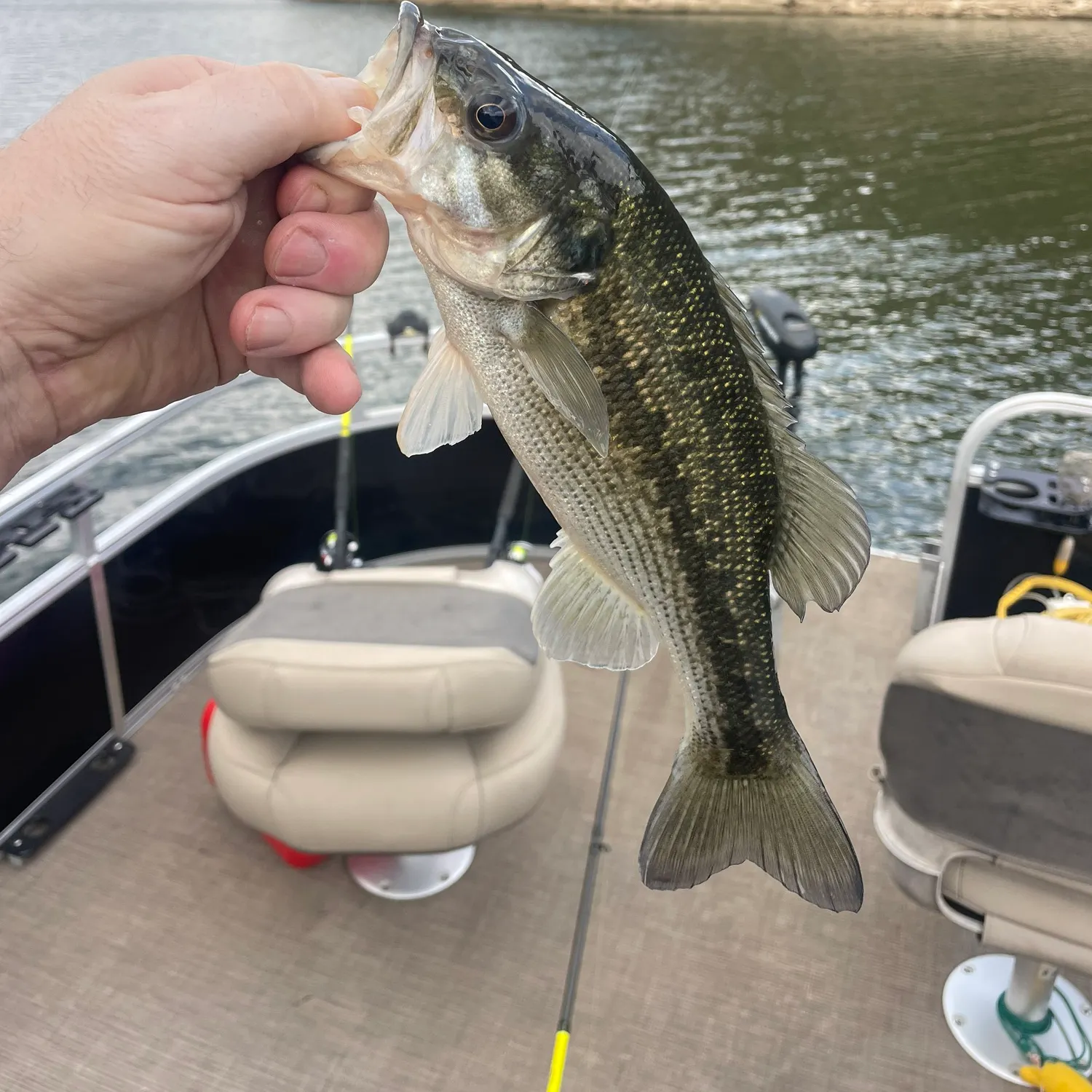 The most recent Spotted bass catches on Fishbrain