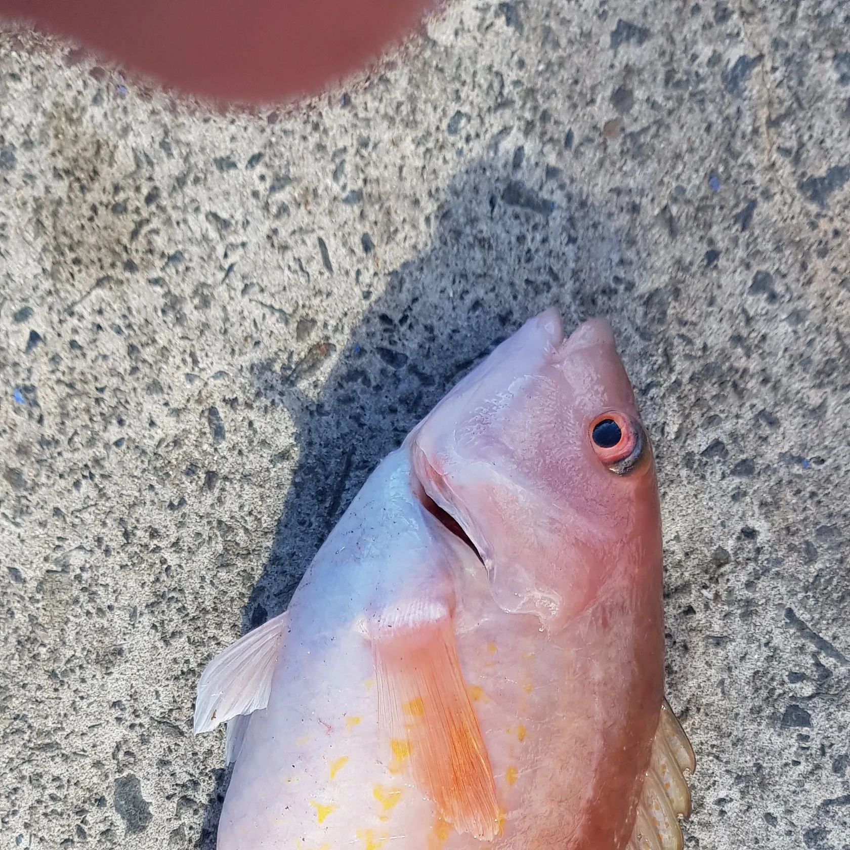 The most recent Red naped wrasse catches on Fishbrain