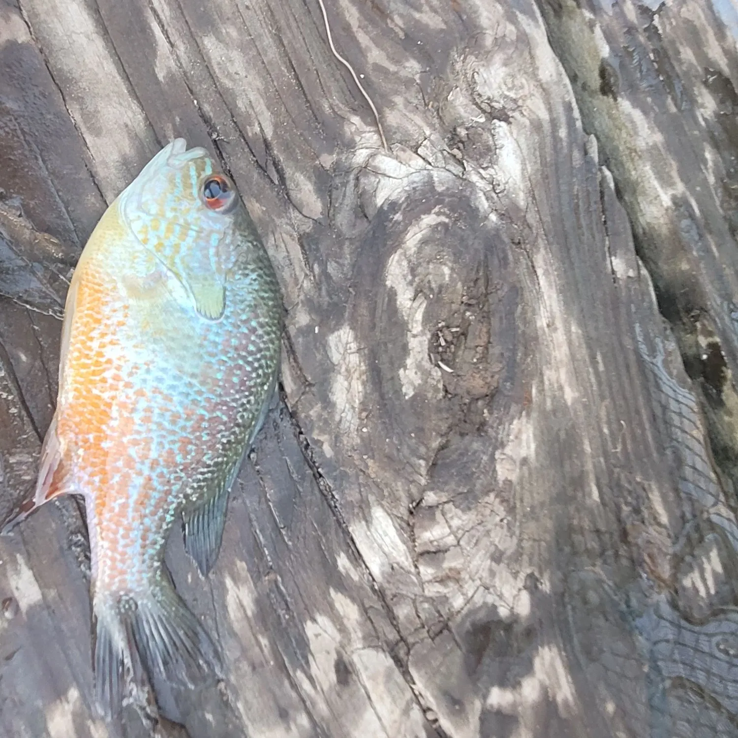 Longear sunfish caught on Fishbrain