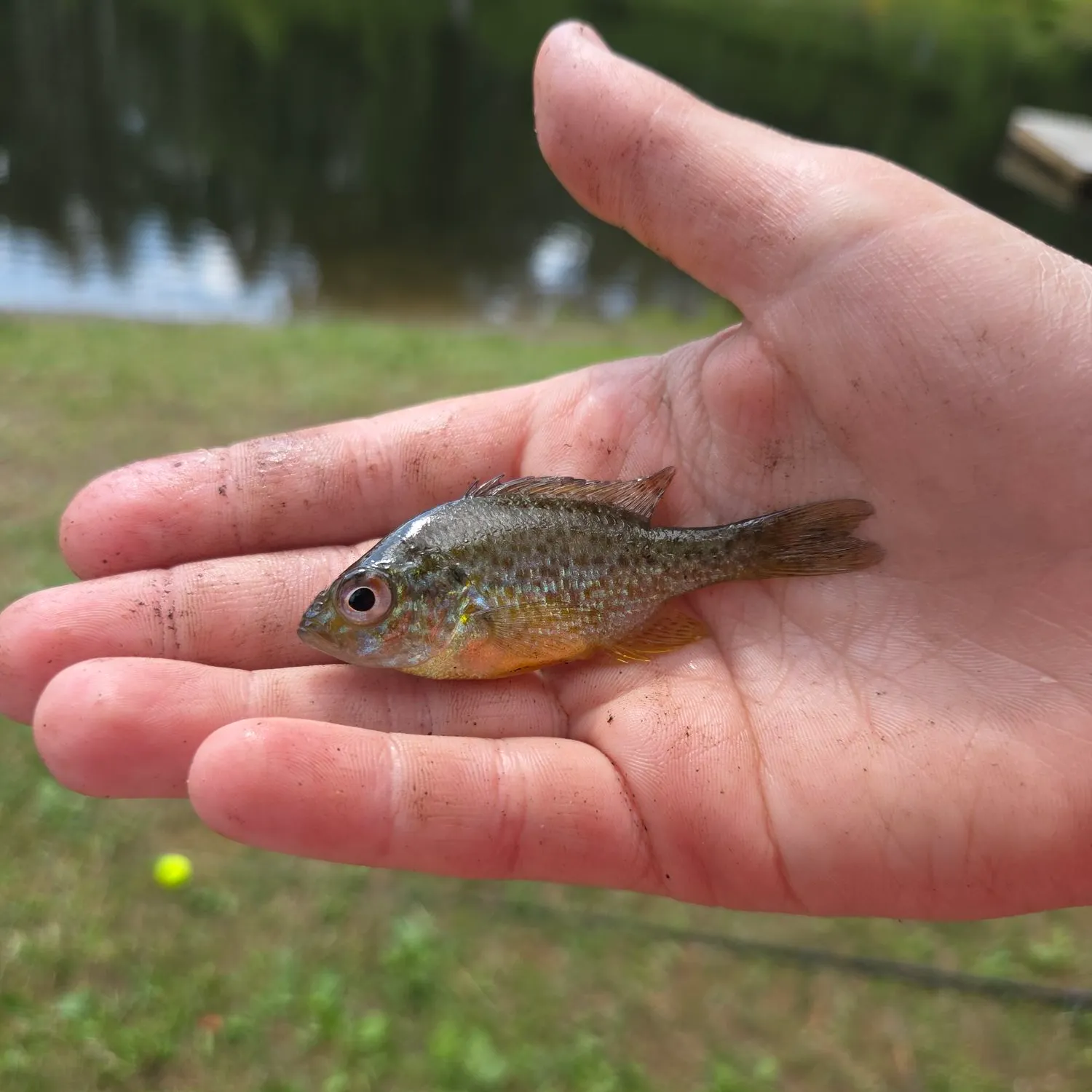 Pumpkinseed caught on Fishbrain