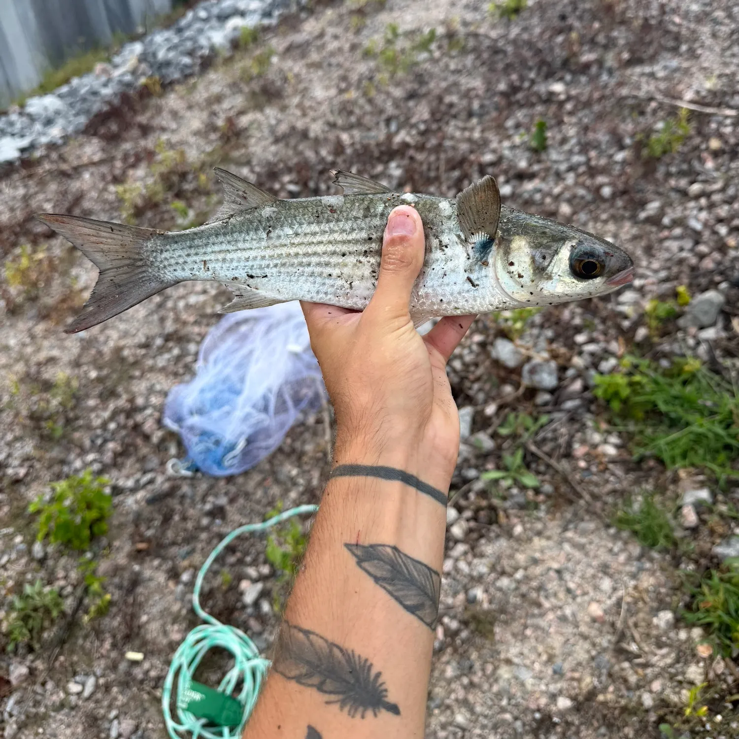 Striped mullet caught on Fishbrain