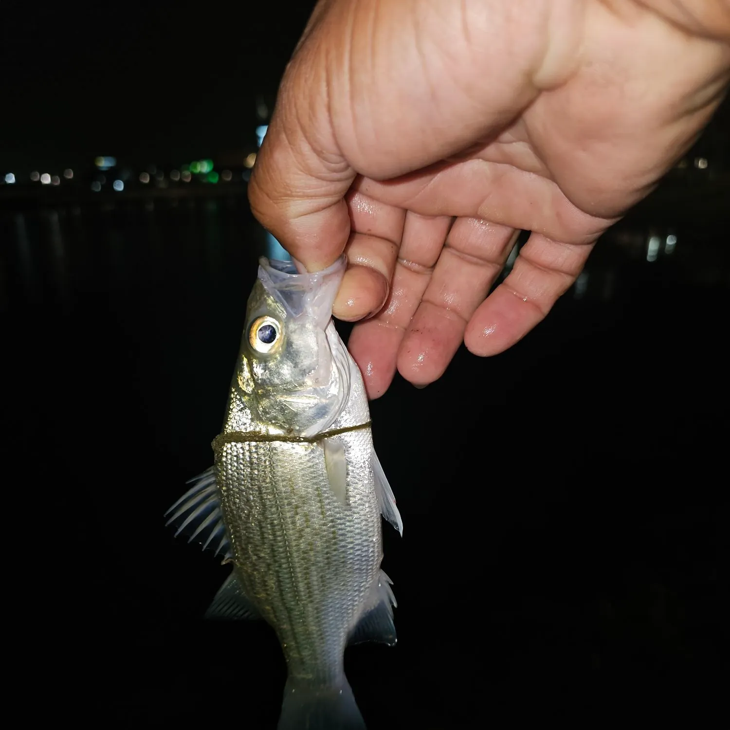 White bass caught on Fishbrain