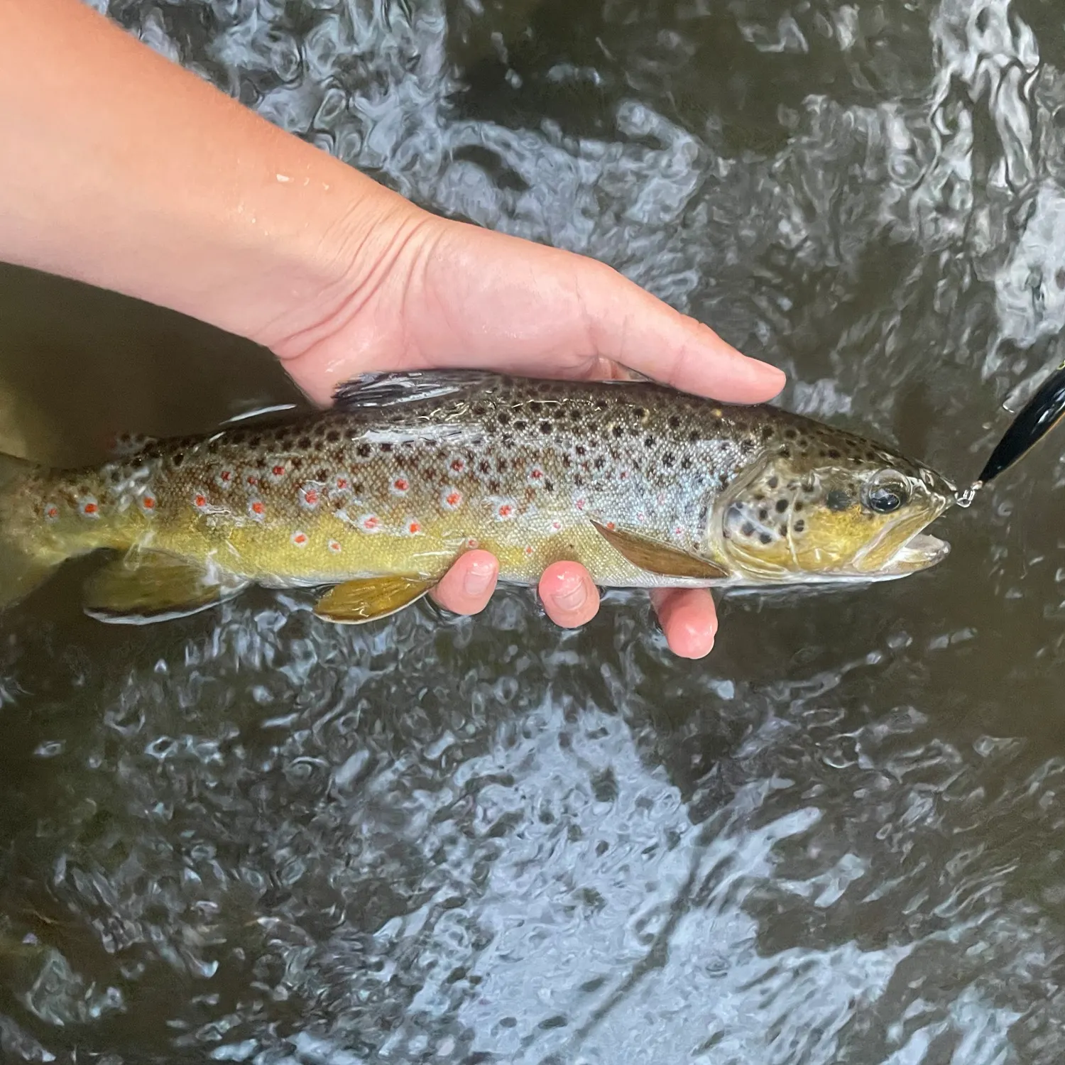 Brown trout caught on Fishbrain