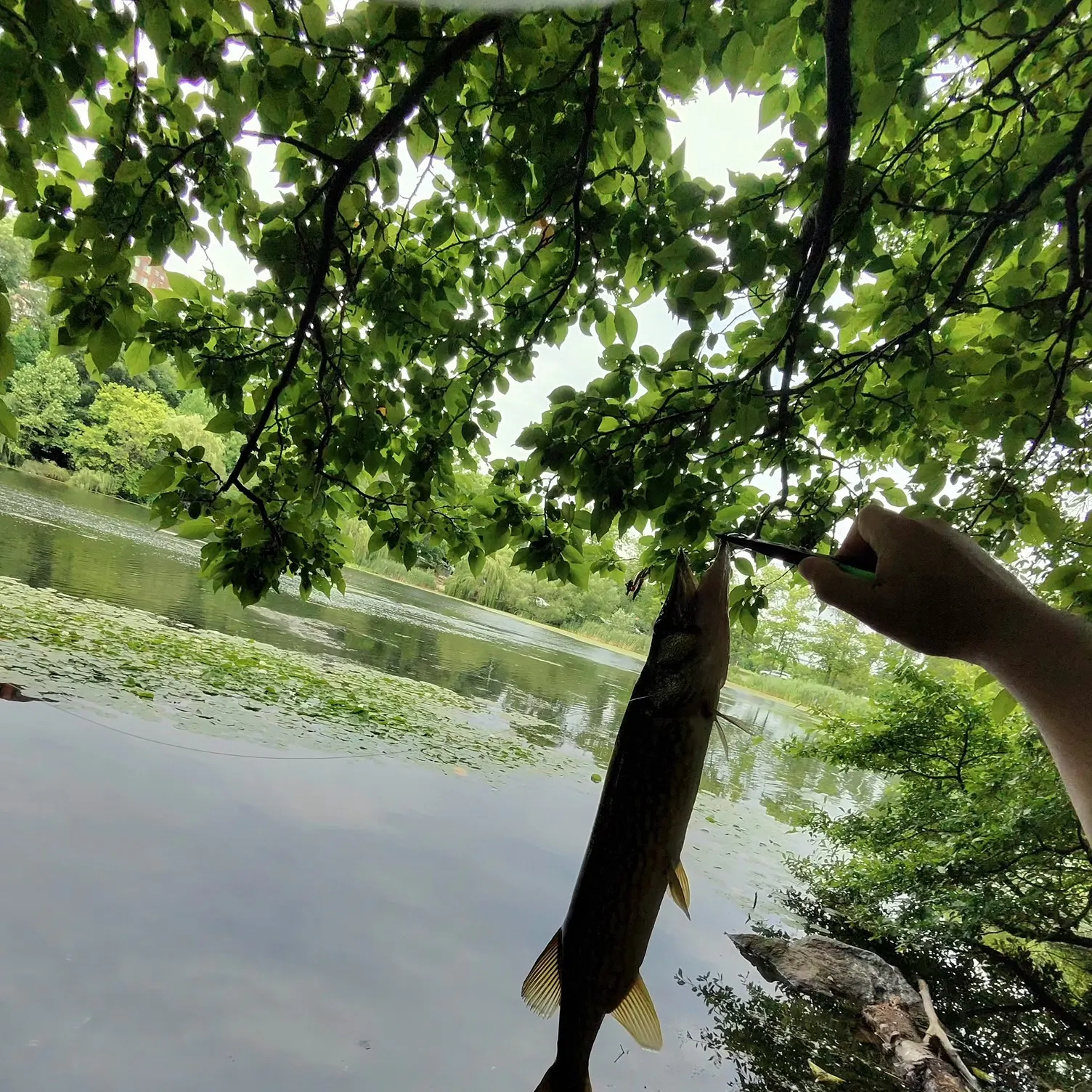 recently logged catches