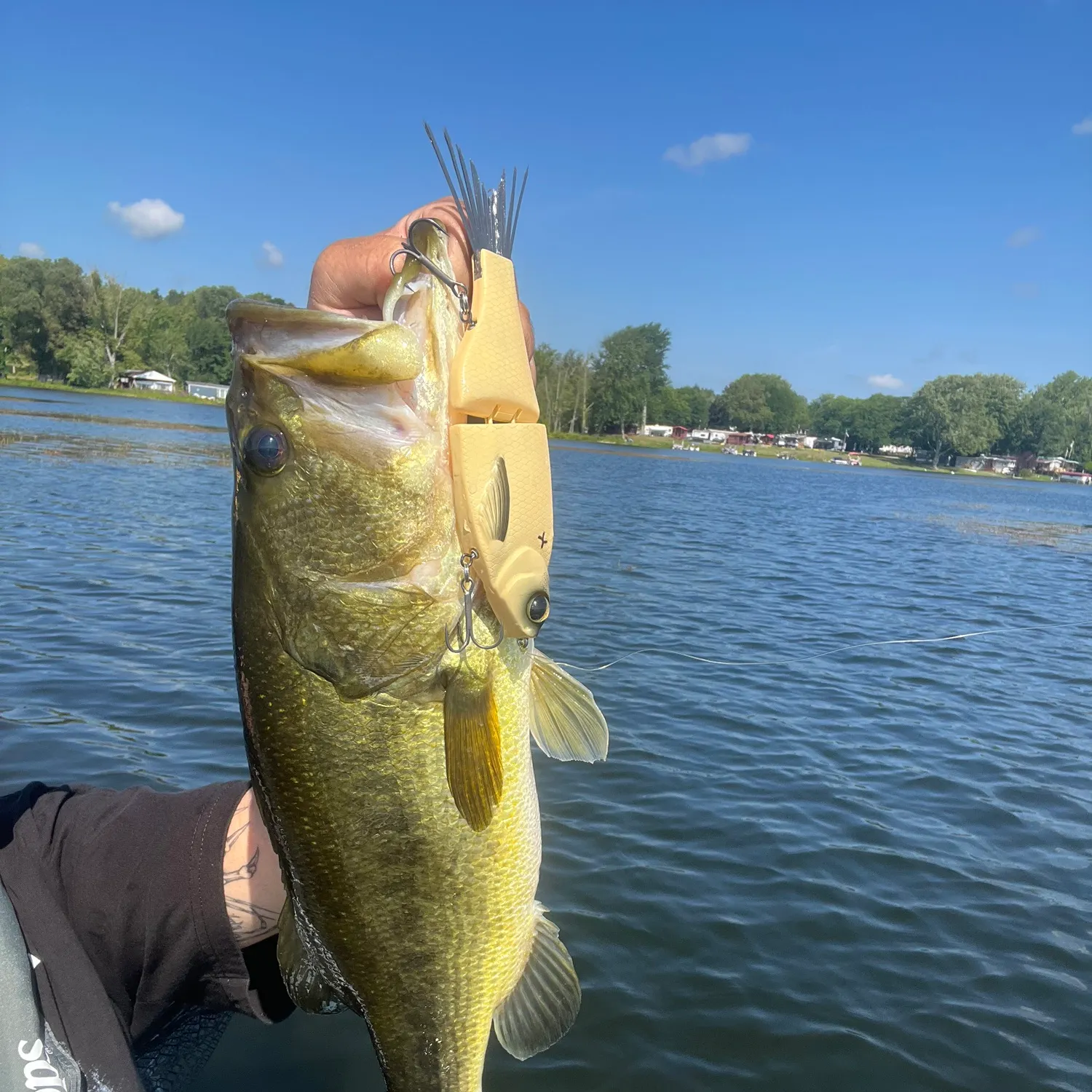 Largemouth bass caught on Fishbrain