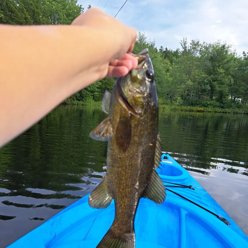 Smallmouth bass caught on Fishbrain
