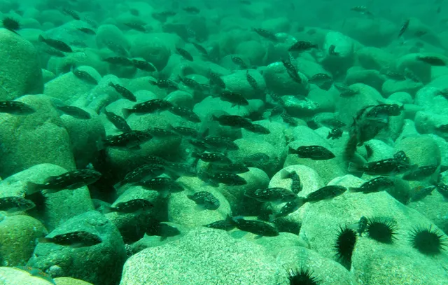 White-edged rockfish