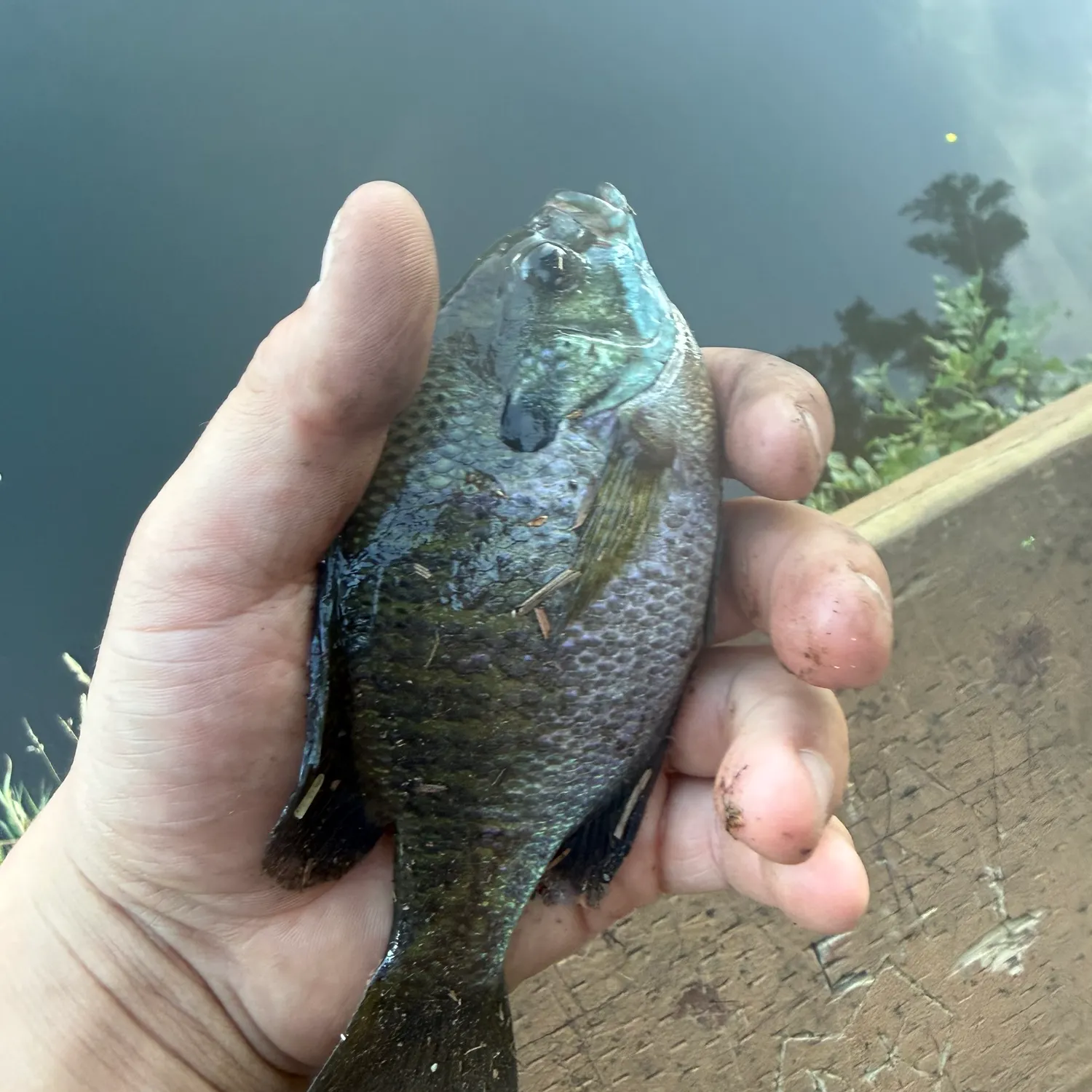 Bluegill caught on Fishbrain
