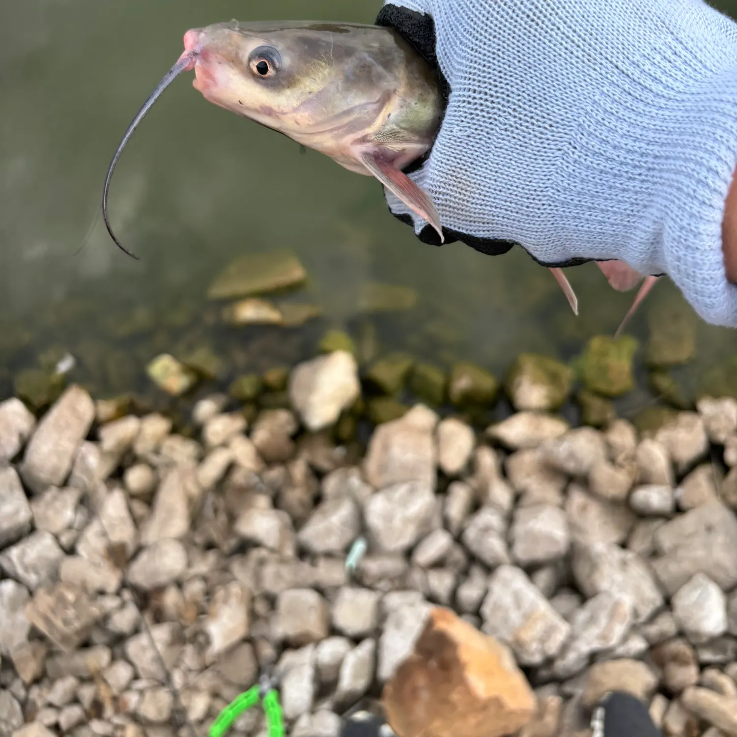 Channel catfish caught on Fishbrain