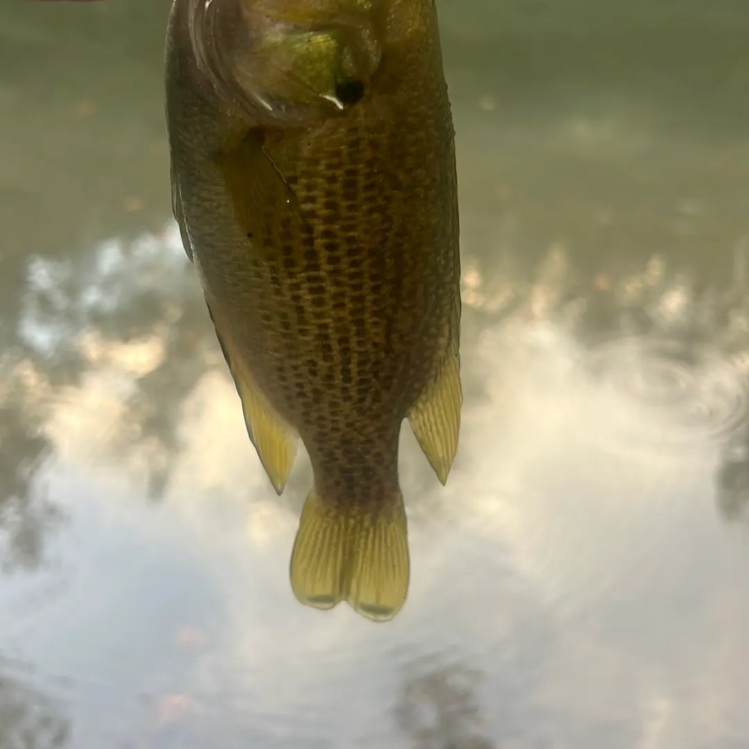 Rock bass caught on Fishbrain
