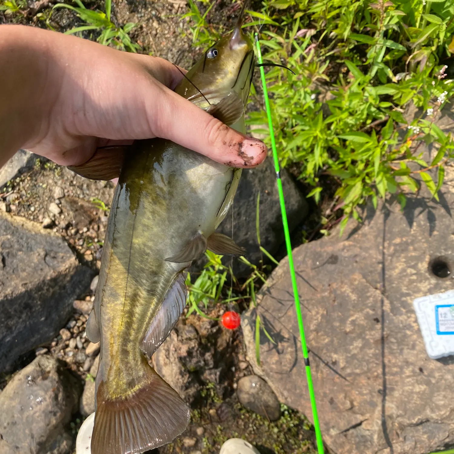 Yellow bullhead caught on Fishbrain