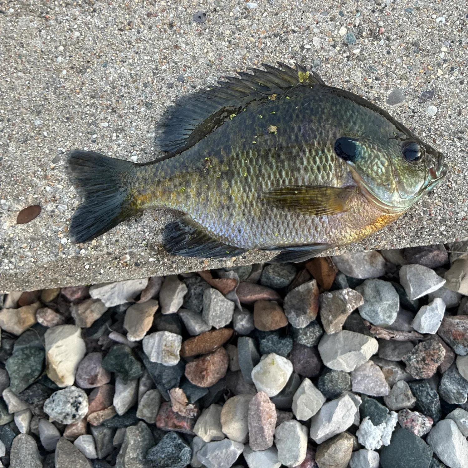 Bluegill caught on Fishbrain