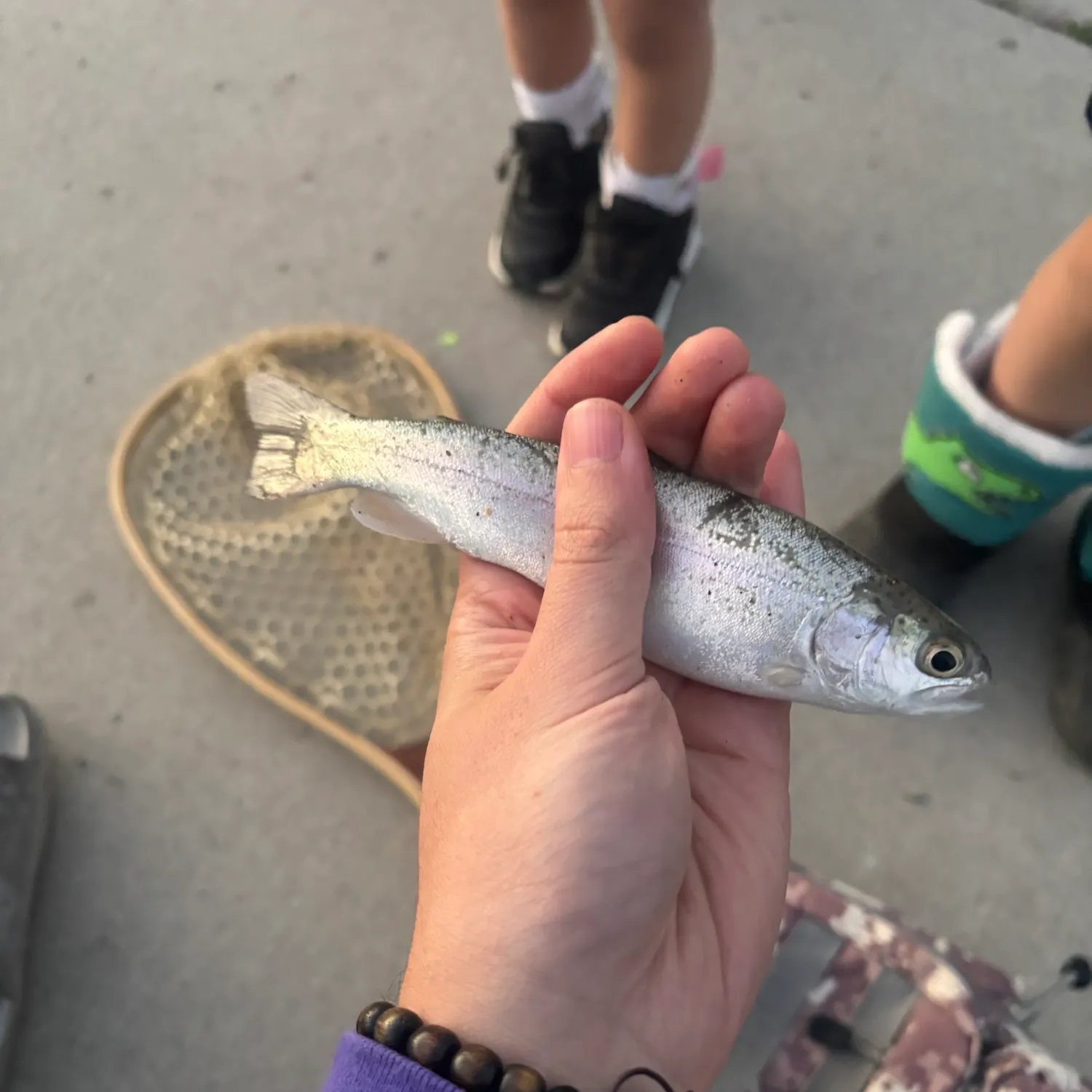 Rainbow trout caught on Fishbrain