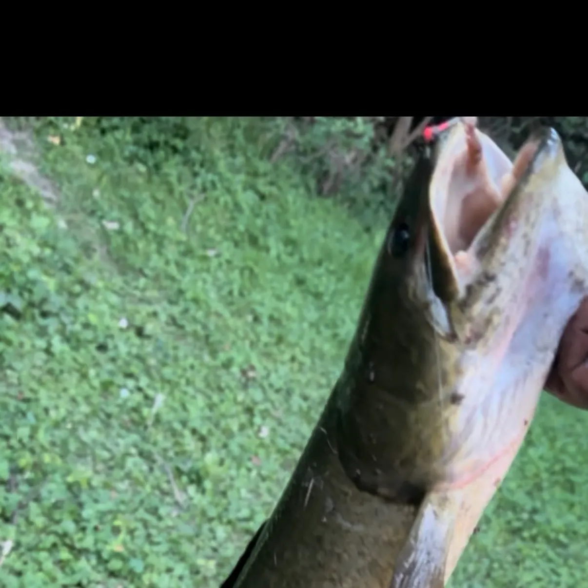 Eyetail bowfin caught on Fishbrain