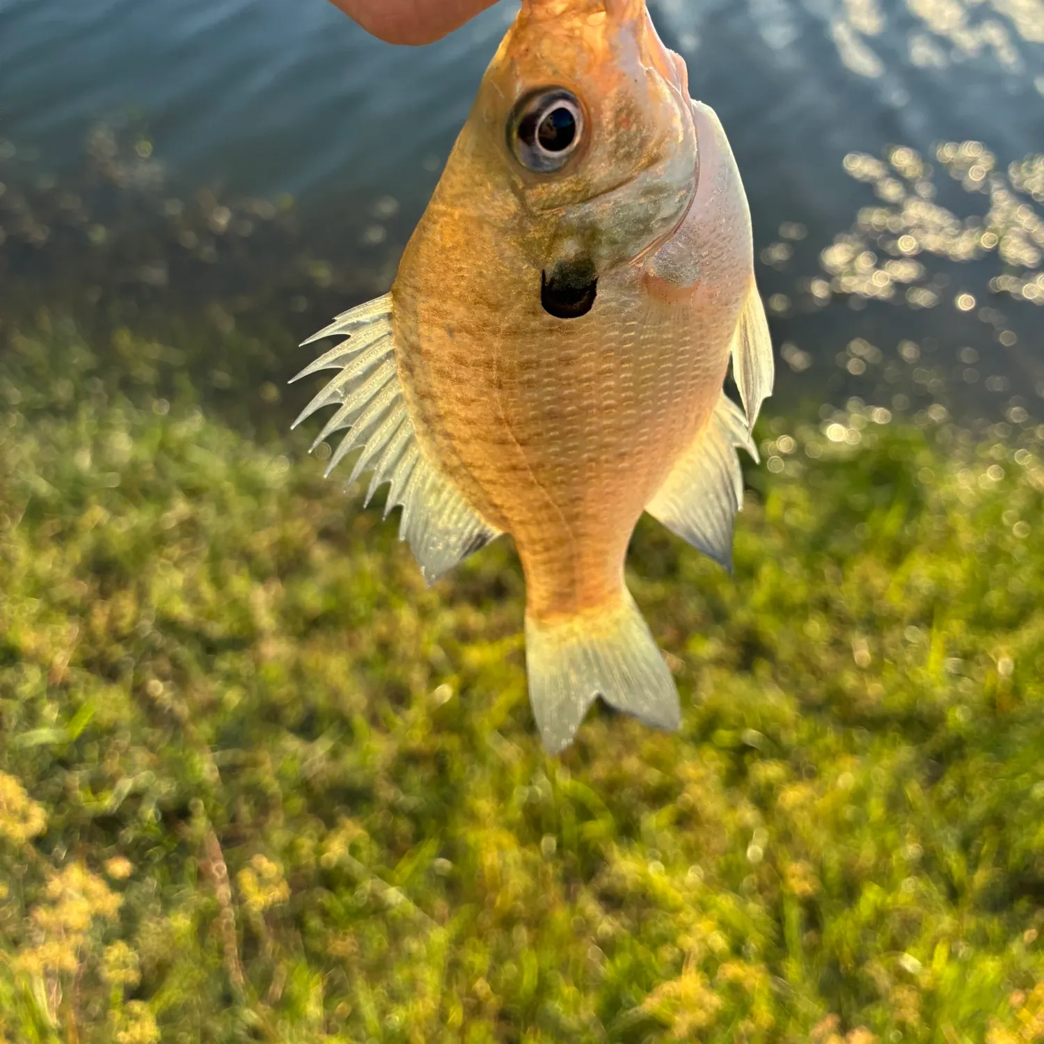 Bluegill caught on Fishbrain