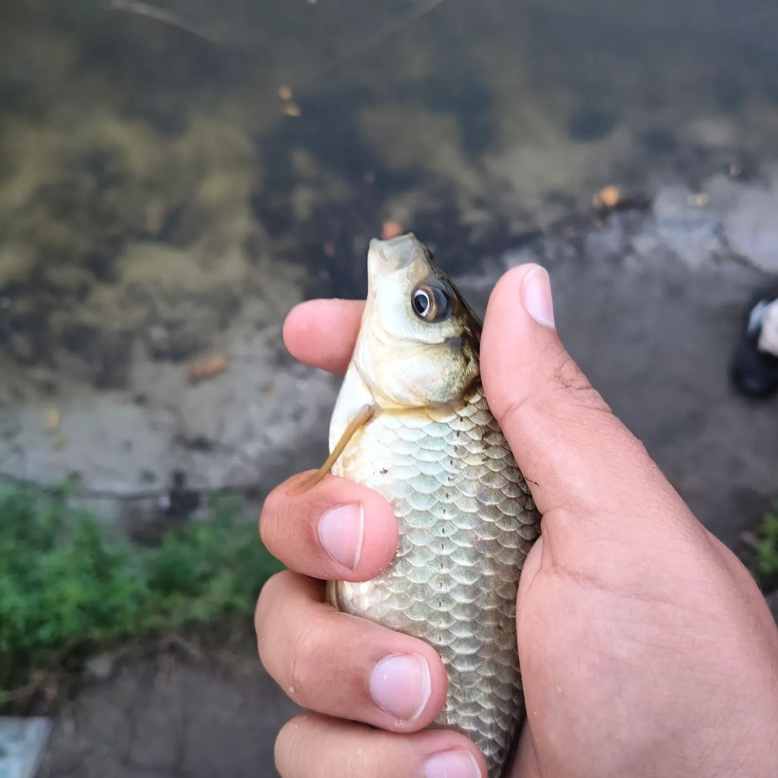 Prussian carp caught on Fishbrain