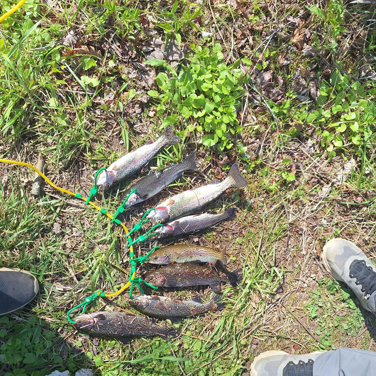 recently logged catches