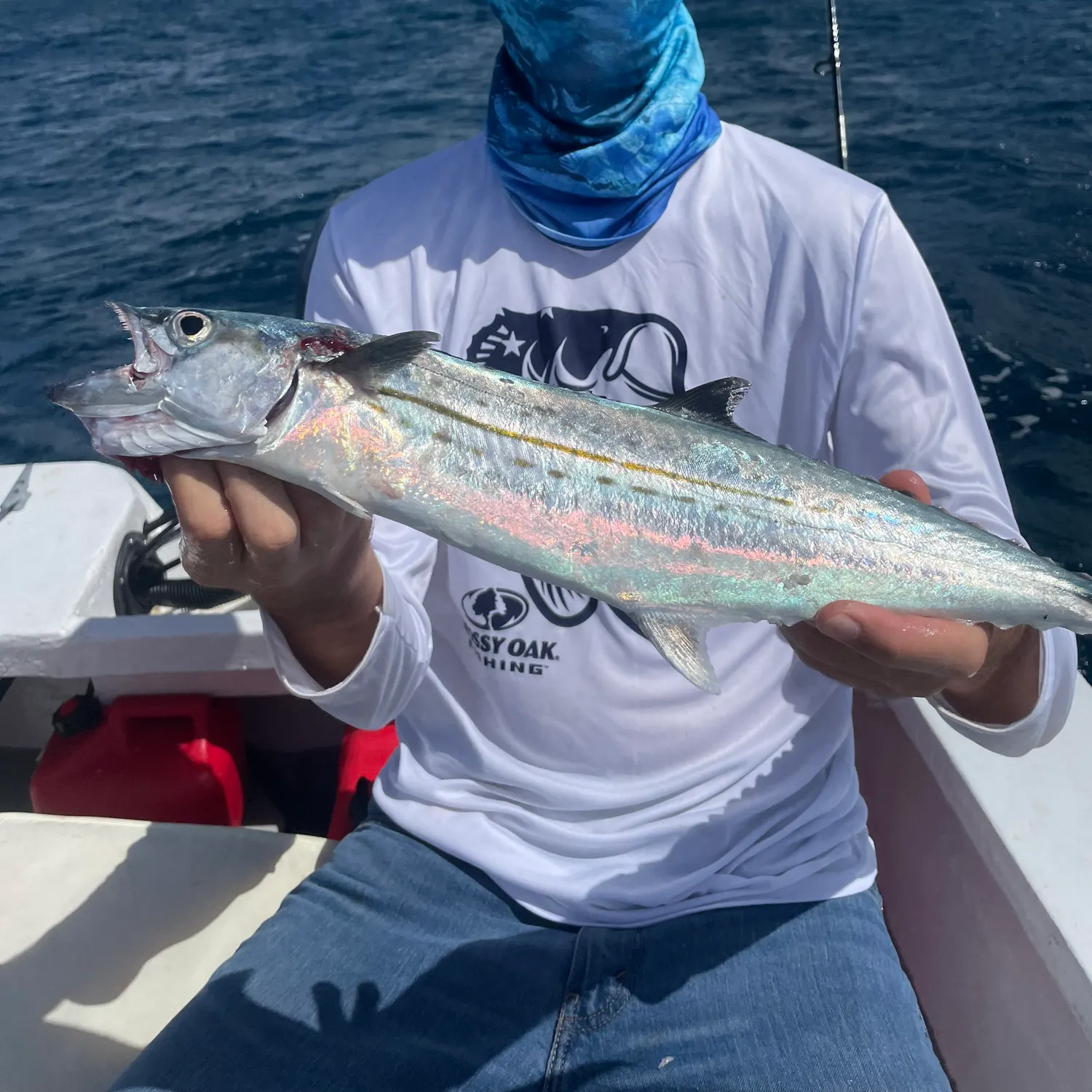 The most recent Cero mackerel catches on Fishbrain