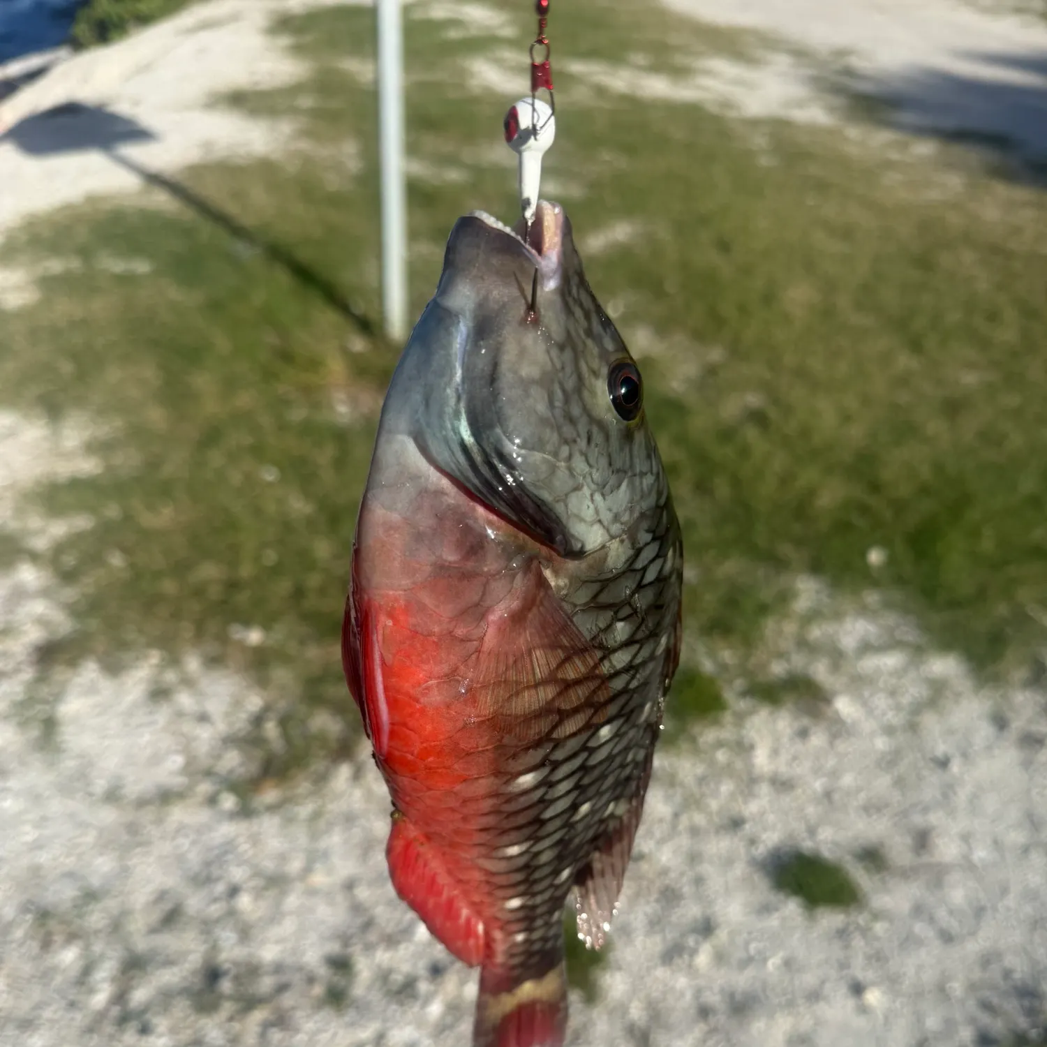 The most recent Redband Parrotfish catches on Fishbrain