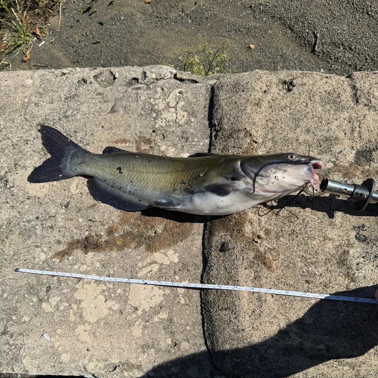Blue catfish caught on Fishbrain