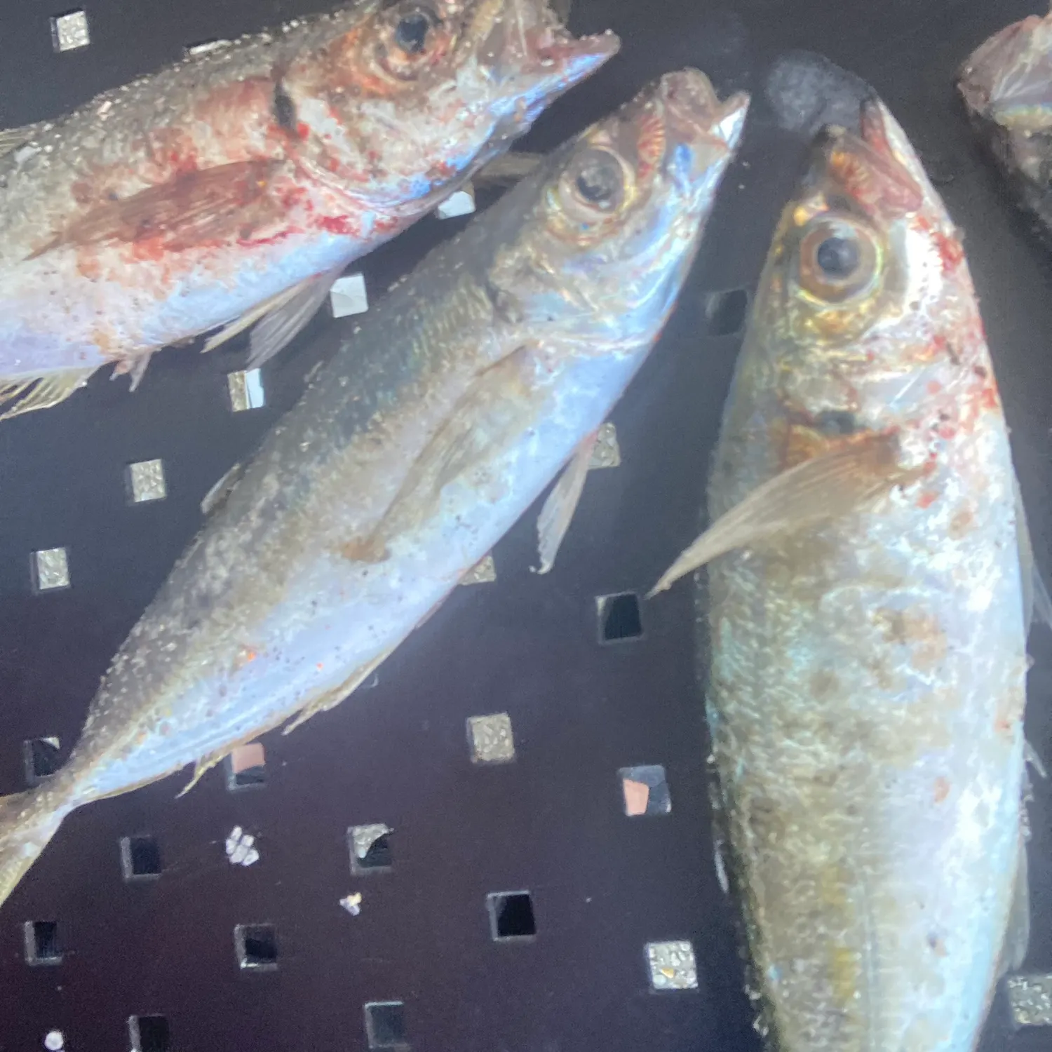 The most recent Mackerel scad catches on Fishbrain