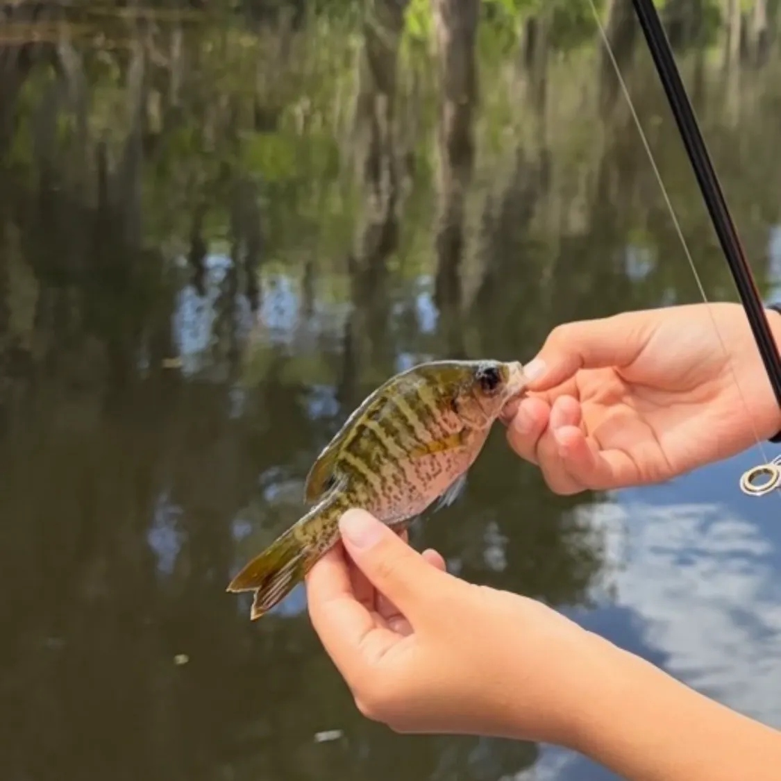 The most recent Bluegill x longear sunfish catches on Fishbrain