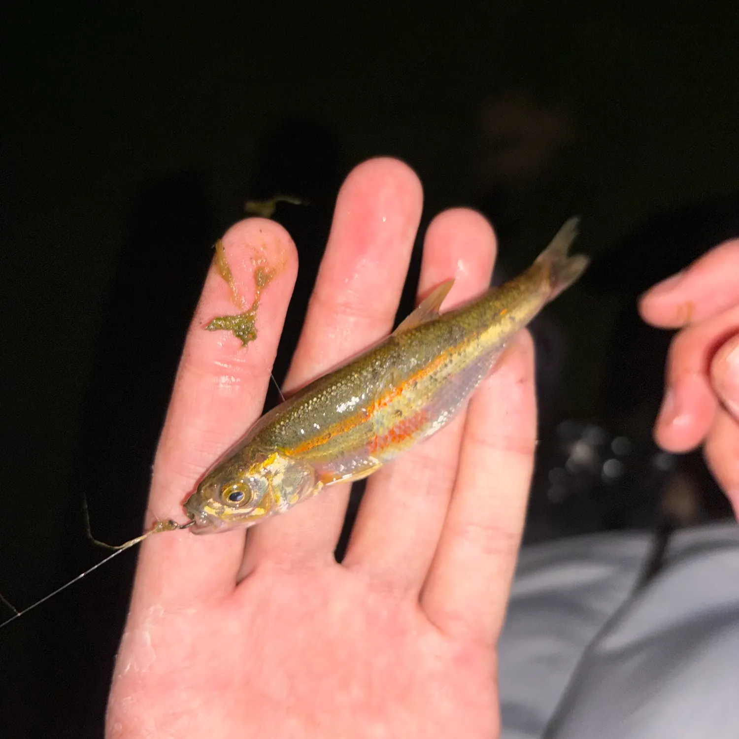 The most recent Lahontan redside shiner catches on Fishbrain