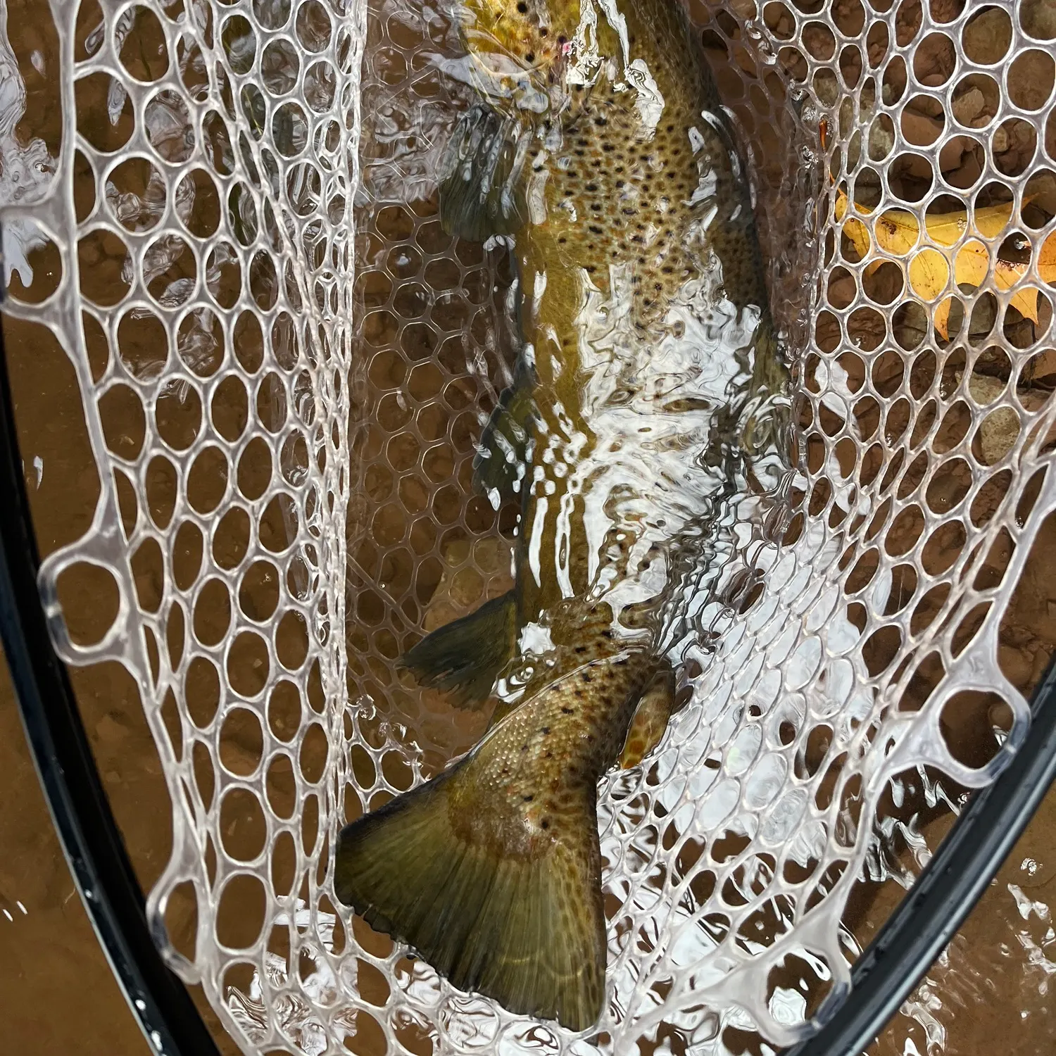 The most recent Seeforellen trout catches on Fishbrain