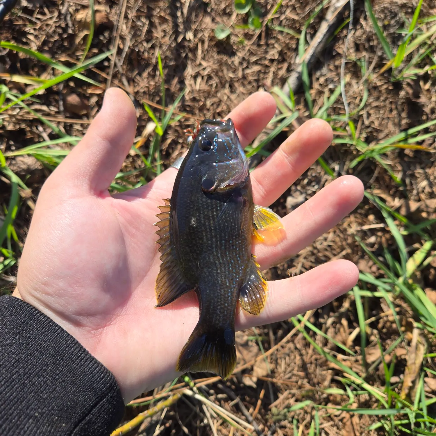 Green sunfish caught on Fishbrain