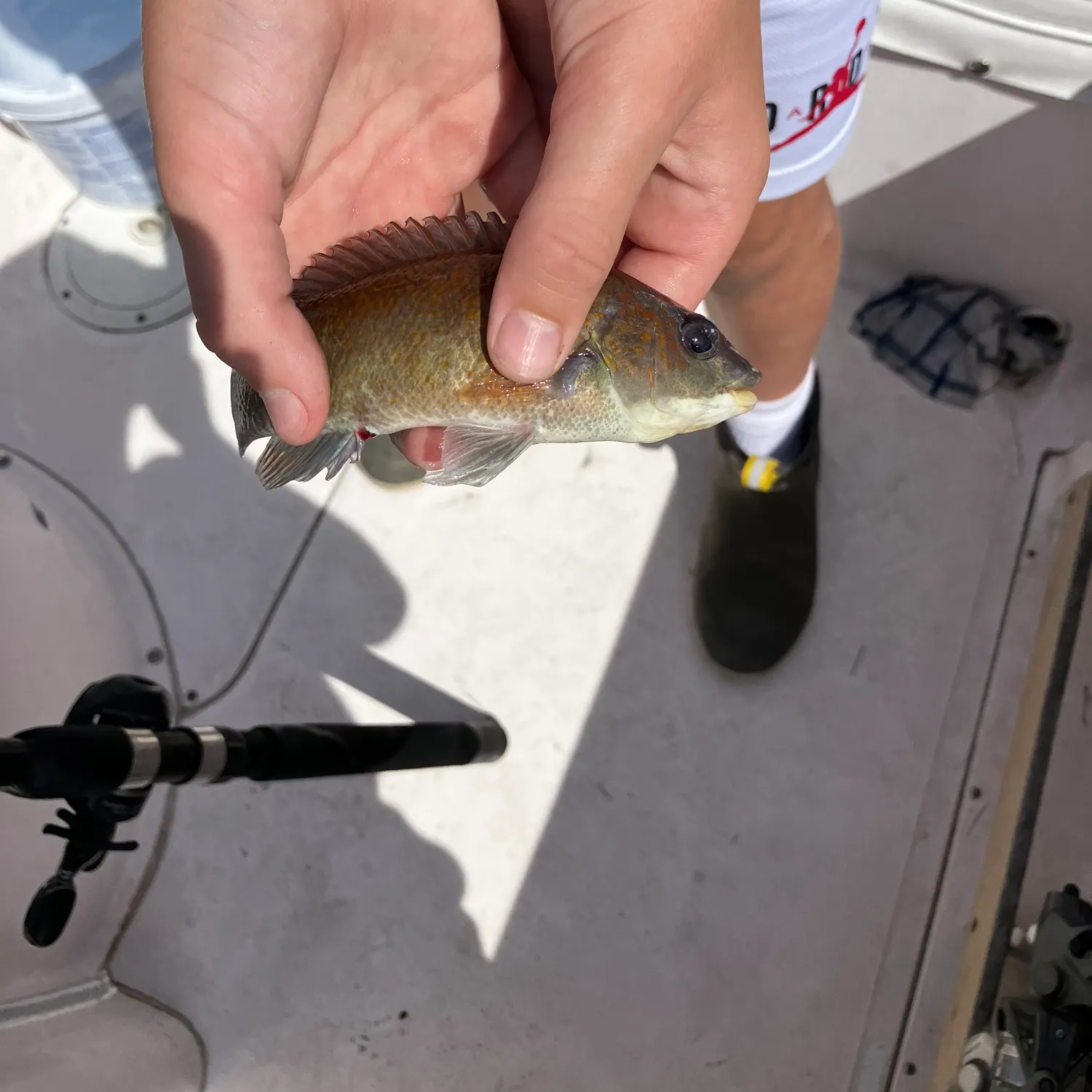 The most recent Cunner catches on Fishbrain