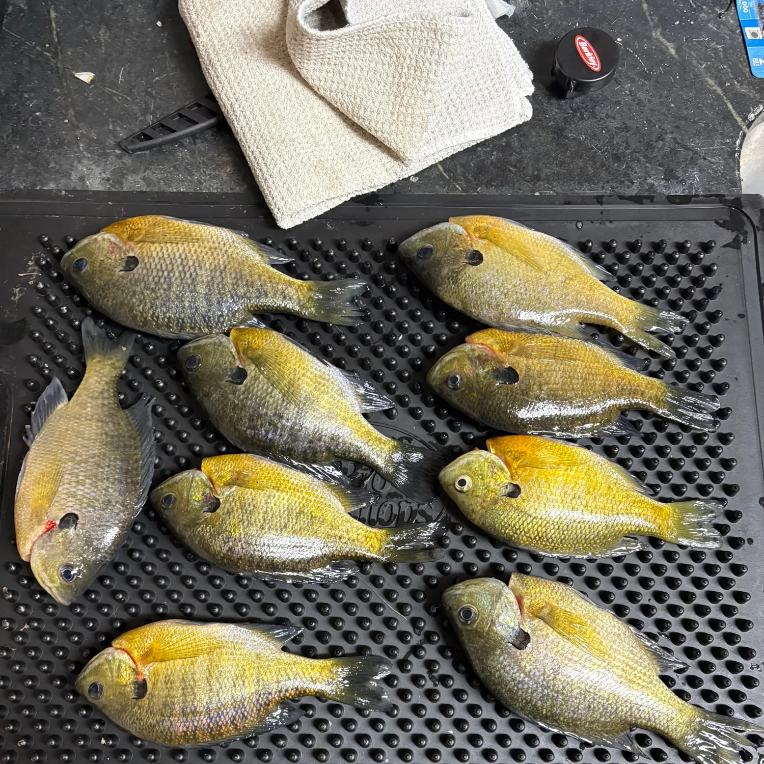 recently logged catches