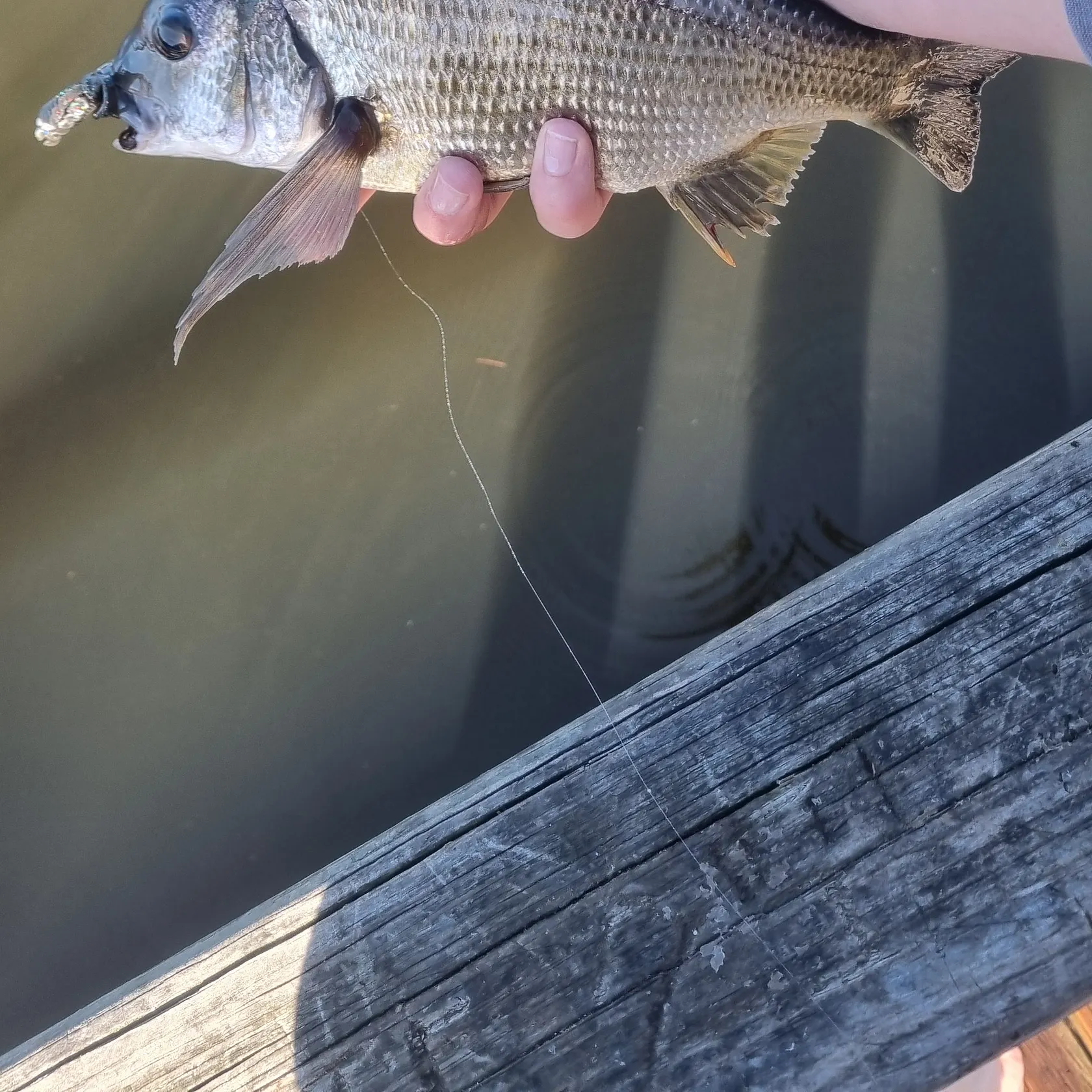 The most recent Southern black bream catches on Fishbrain