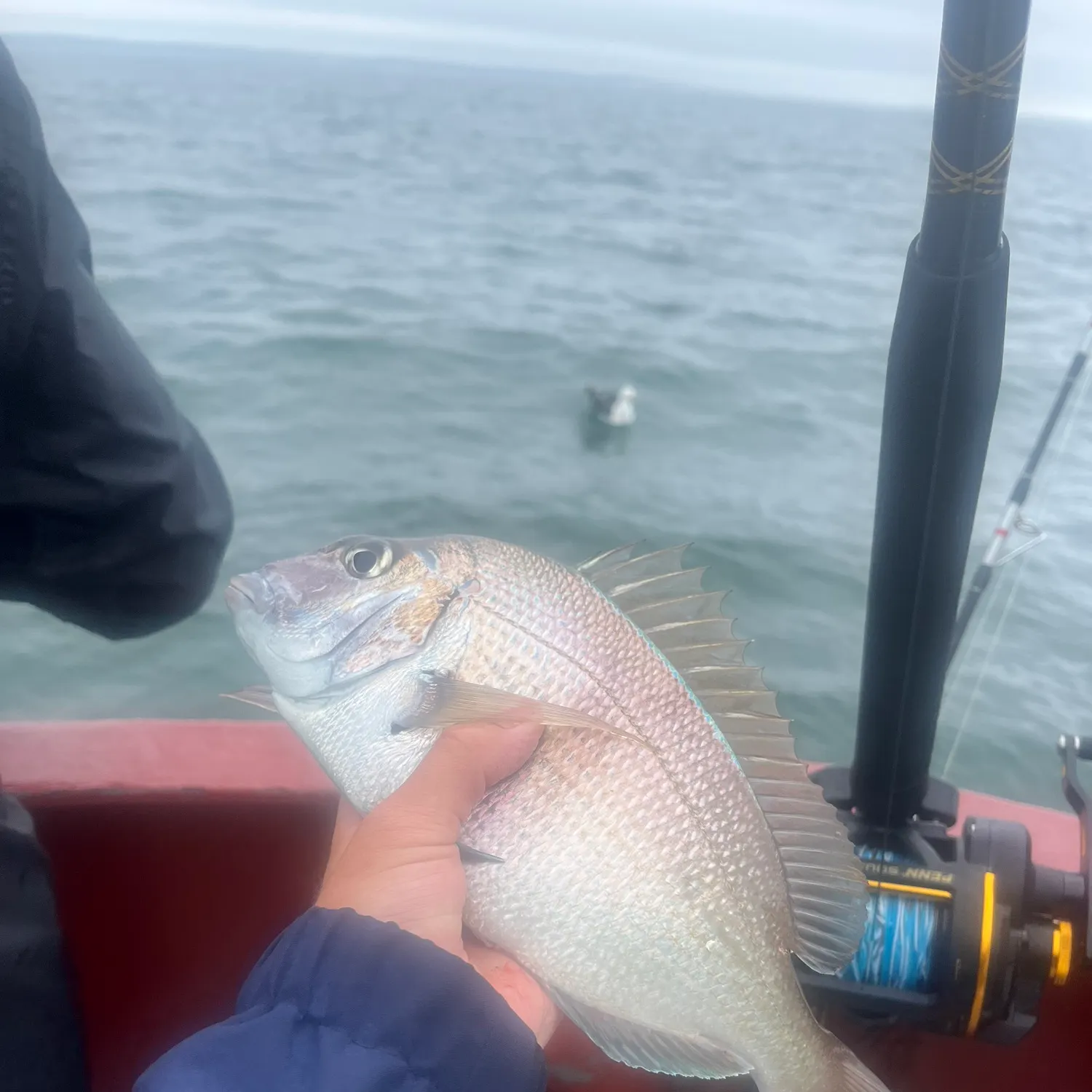 The most recent Black sea bass catches on Fishbrain