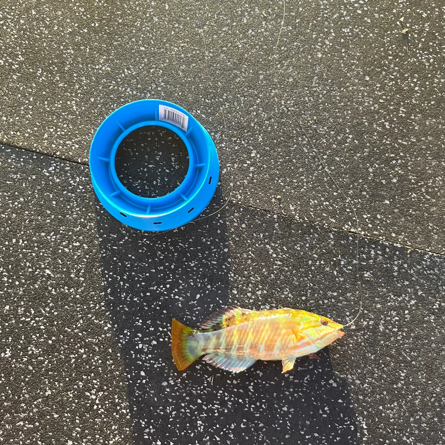 The most recent Gunther's wrasse catches on Fishbrain