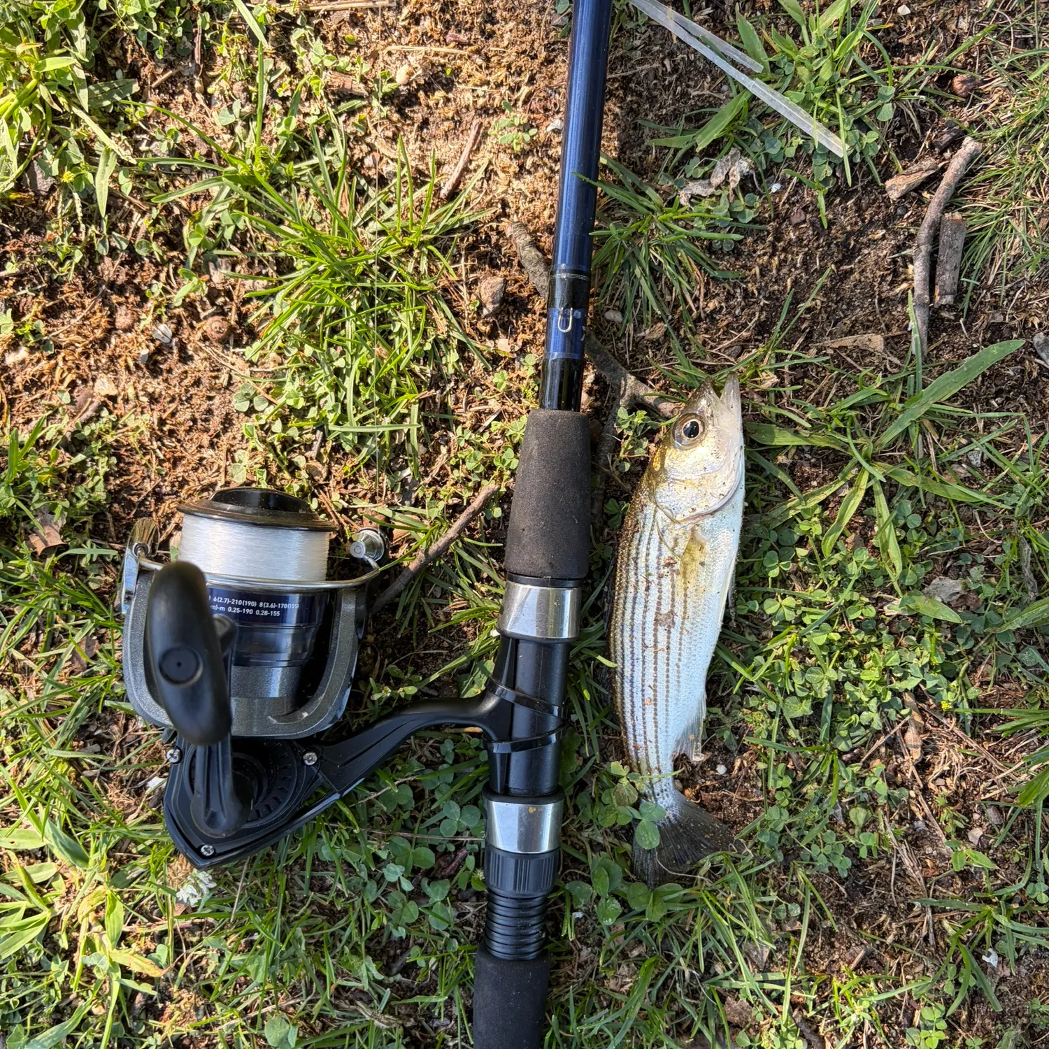 Striped bass caught on Fishbrain