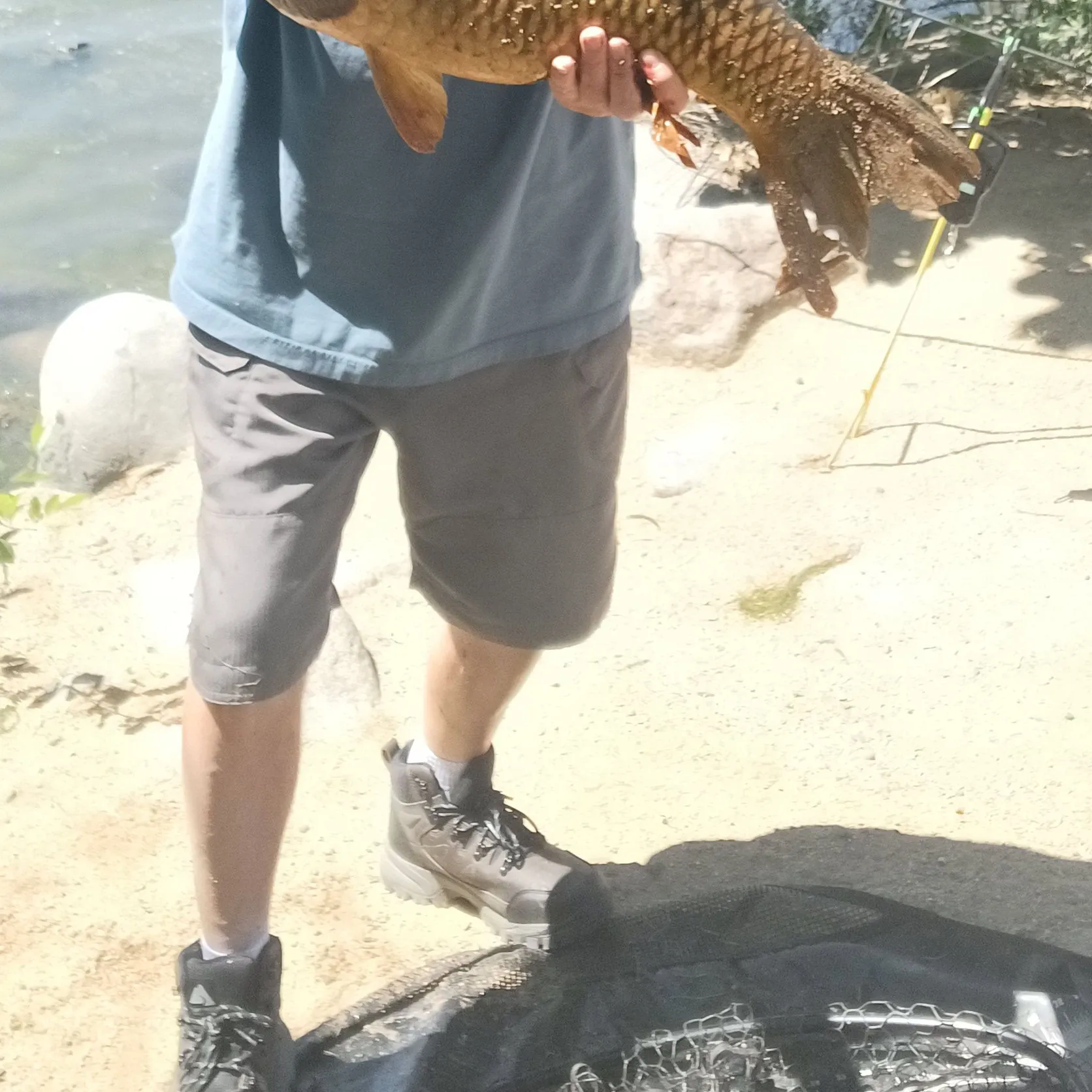 The most recent Common carp catches on Fishbrain