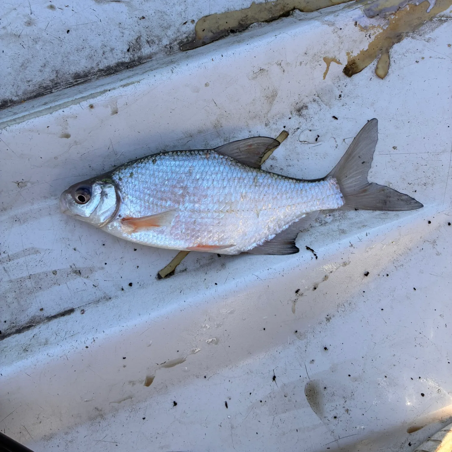 White bream caught on Fishbrain