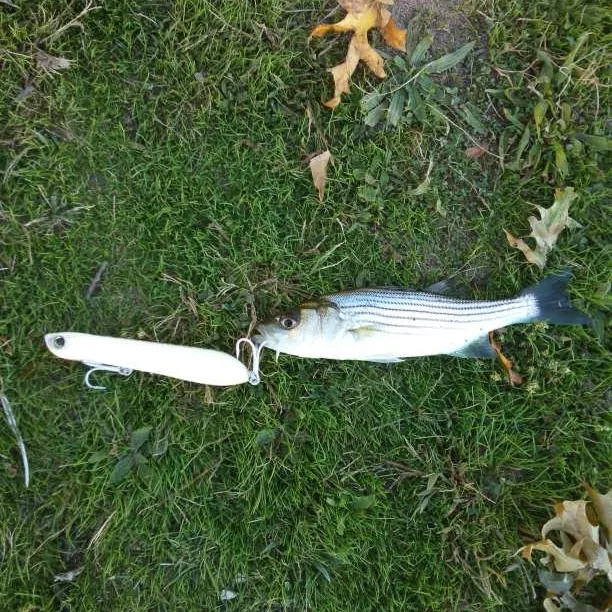 Striped bass caught on Fishbrain