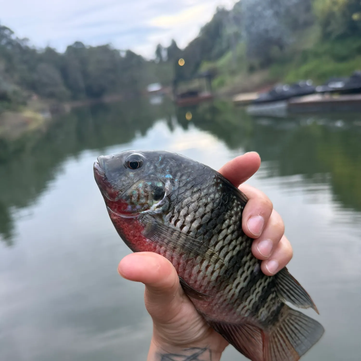catch