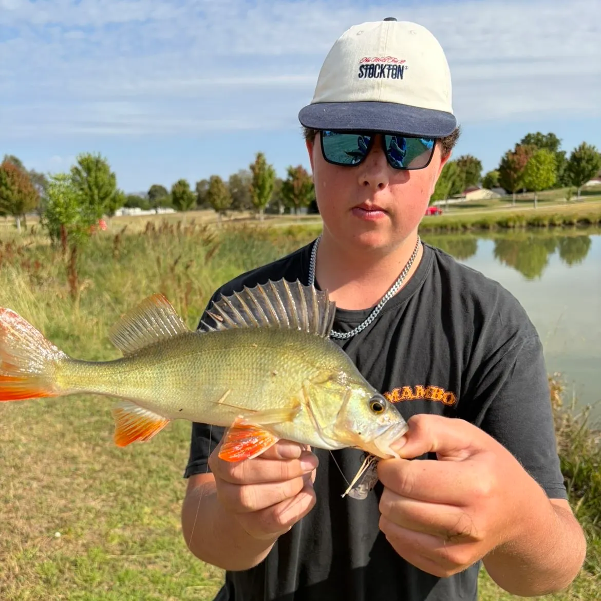 The most recent European perch catches on Fishbrain