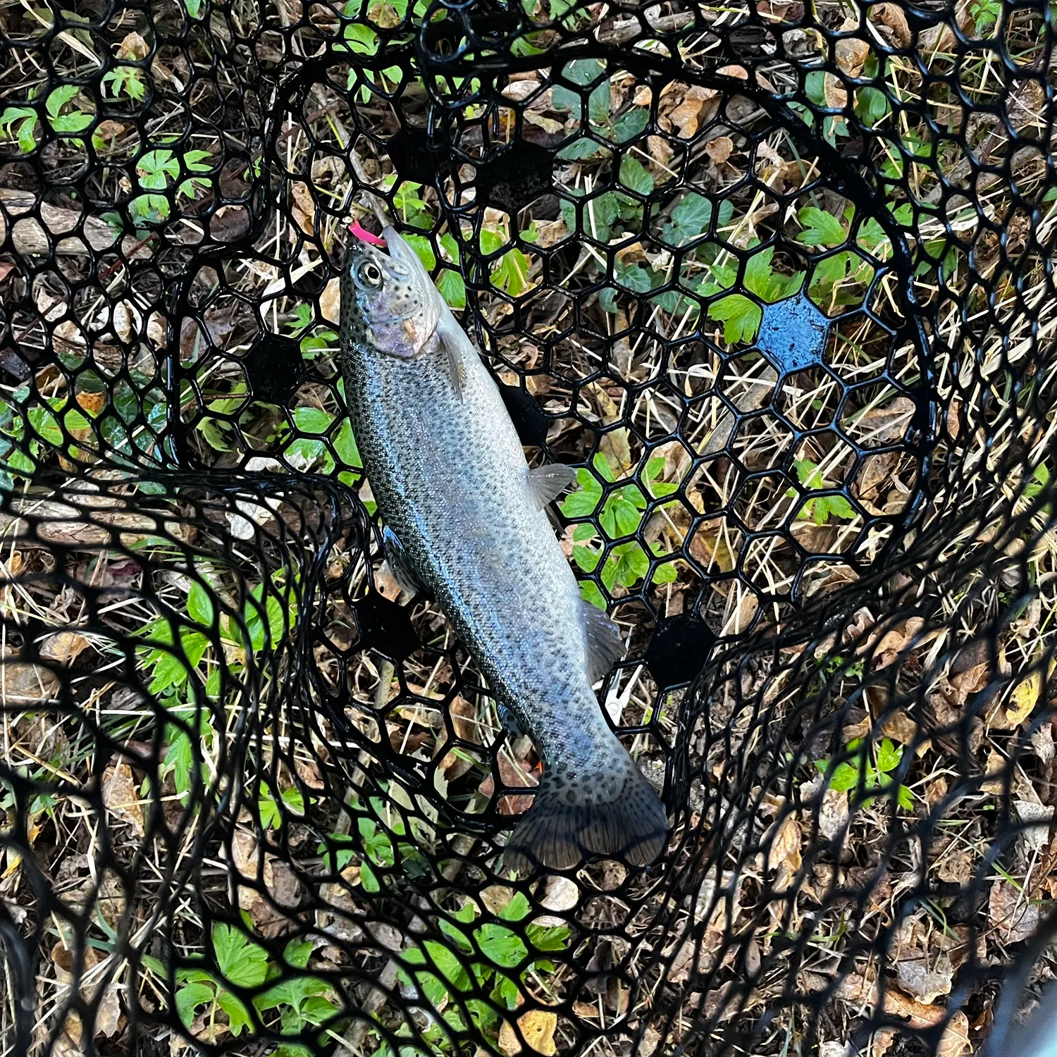 Rainbow trout caught on Fishbrain