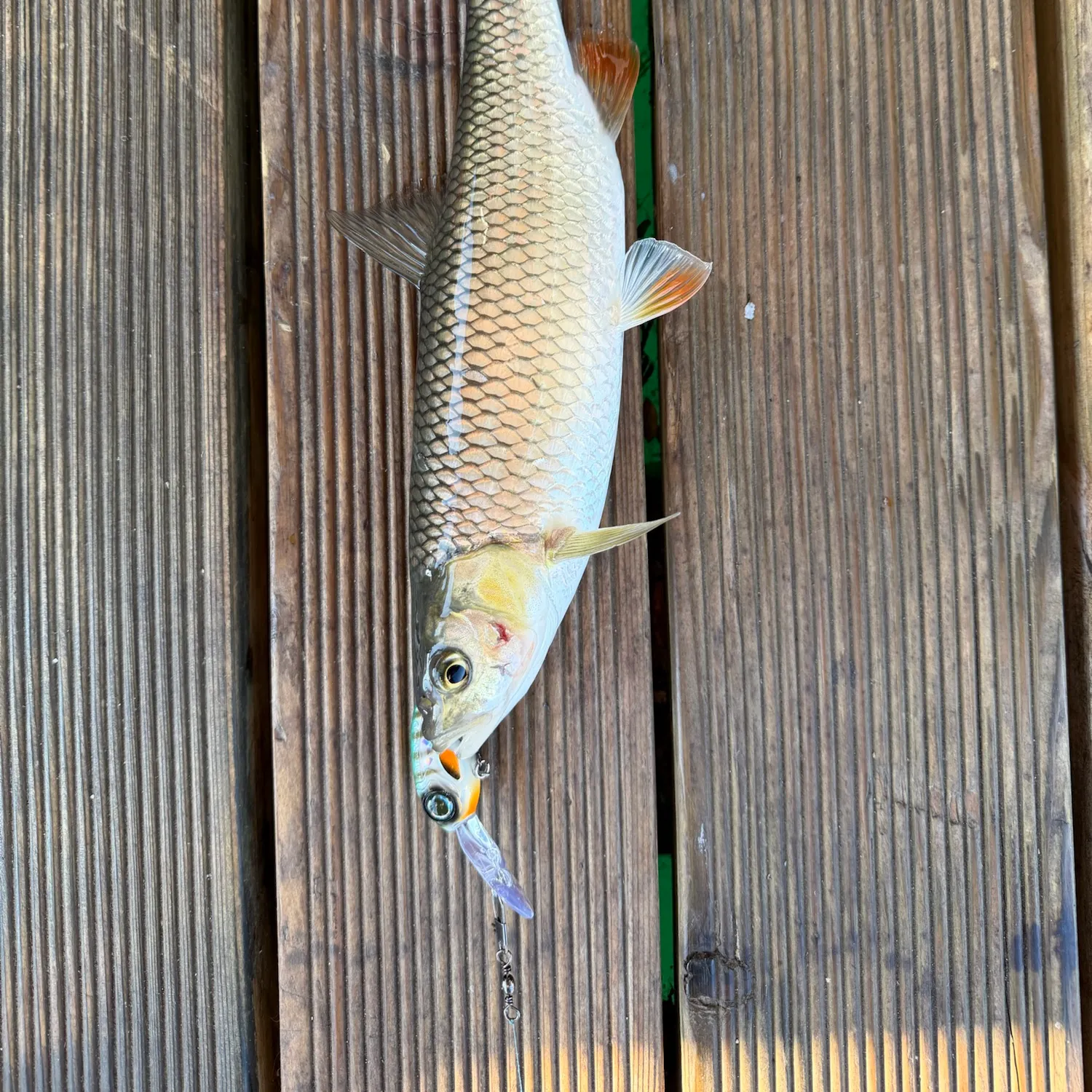 European chub caught on Fishbrain