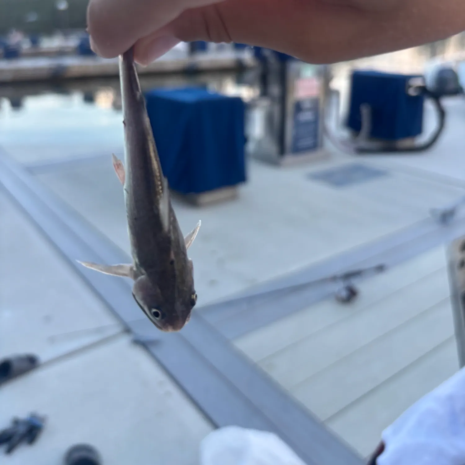 Gafftopsail sea catfish caught on Fishbrain
