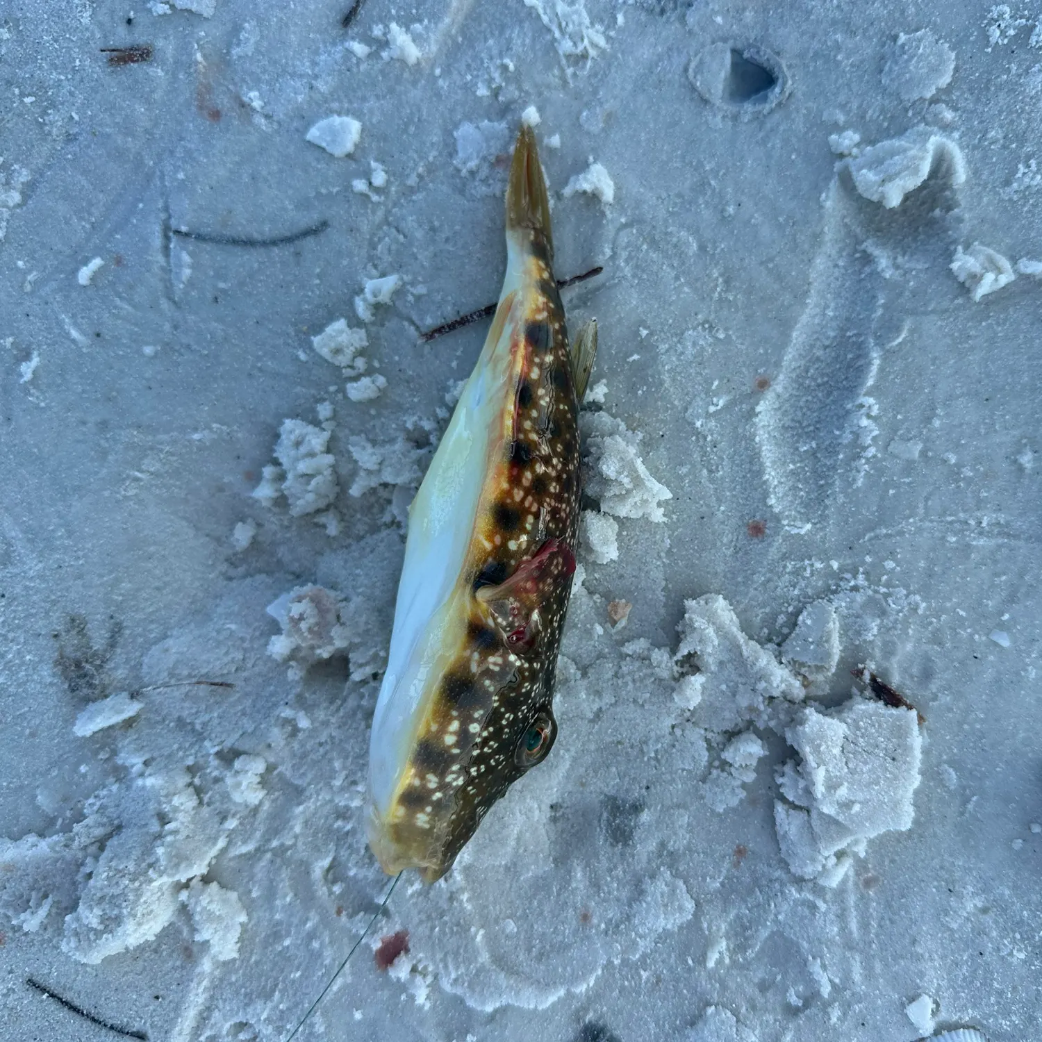 The most recent Southern puffer catches on Fishbrain